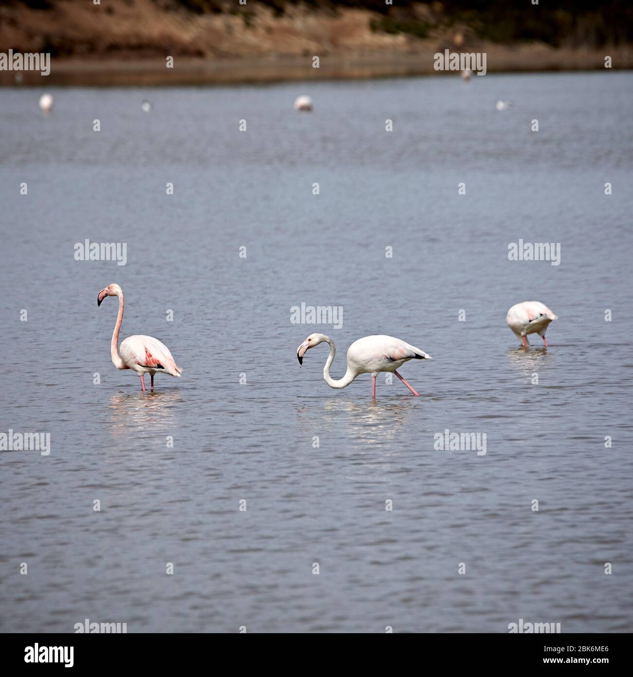 Fenicotteri ai laghi di Salina a San Pedro del Pinatar, Spagna. Foto Stock