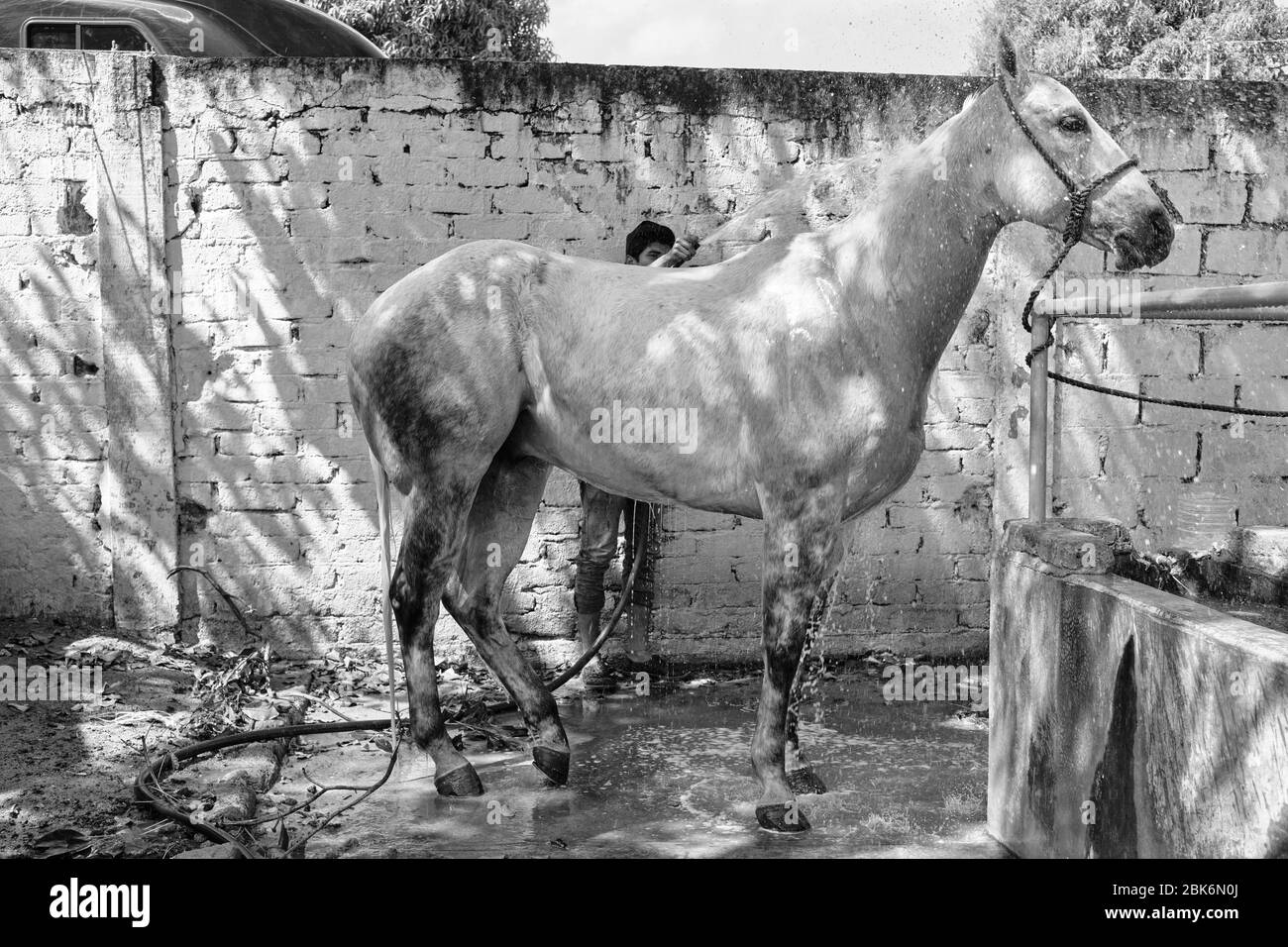 Uomo che lava un cavallo con un tubo flessibile per evitare il calore del giorno. Foto Stock