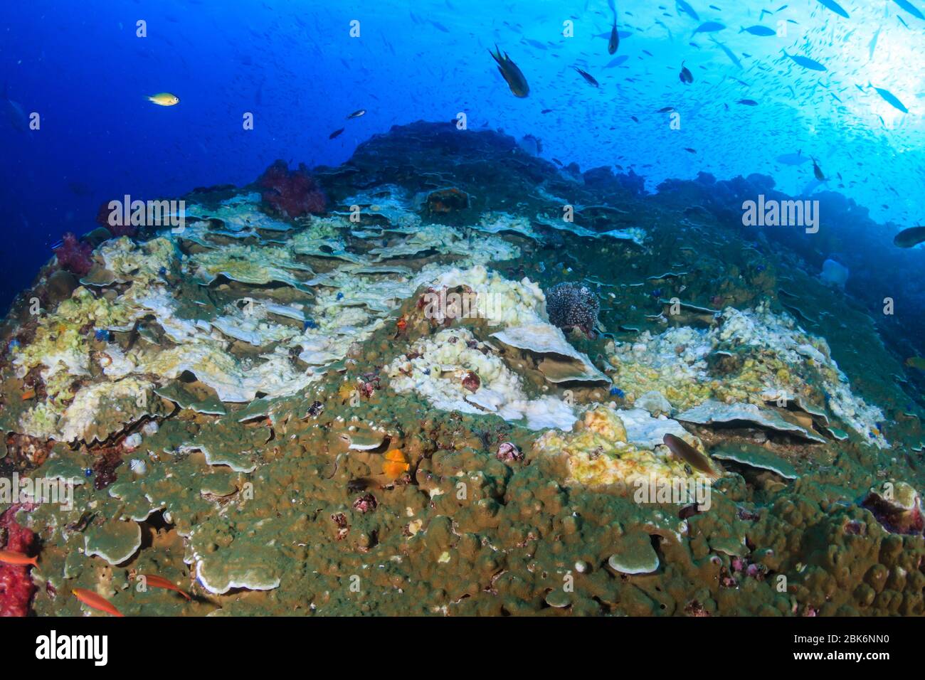 Evento subacqueo di sbianca corallo su un sistema di barriera corallina dura a causa di temperature oceaniche superiori al normale Foto Stock