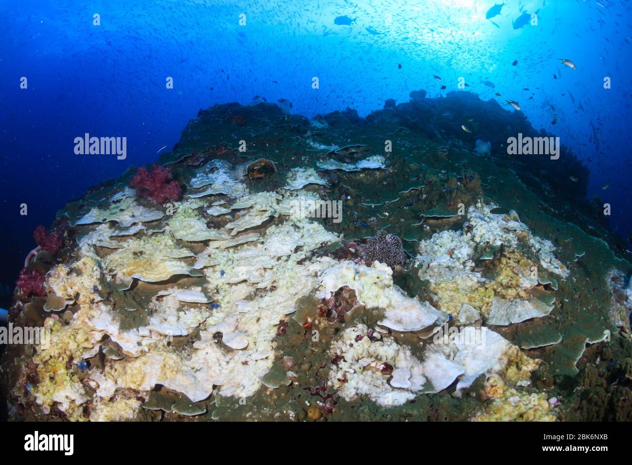 Danni ambientali - corallo Widespred sbiancante su una barriera corallina tropicale causato dal cambiamento climatico e dalle temperature del mare che scaldano Foto Stock
