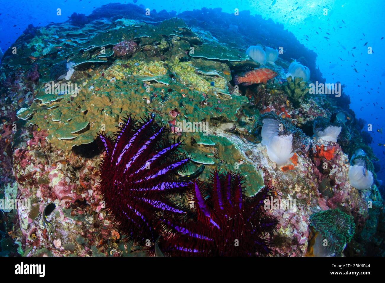 Corona predatoria di spine Starfish che si nuota e danneggia una barriera corallina tropicale Foto Stock