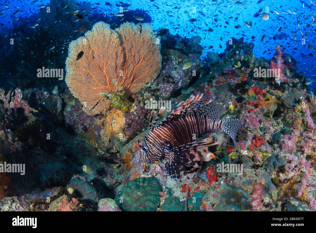 Un colorato, bello Lionfish circondato da coralli e pesci tropicali su una barriera corallina sana Foto Stock