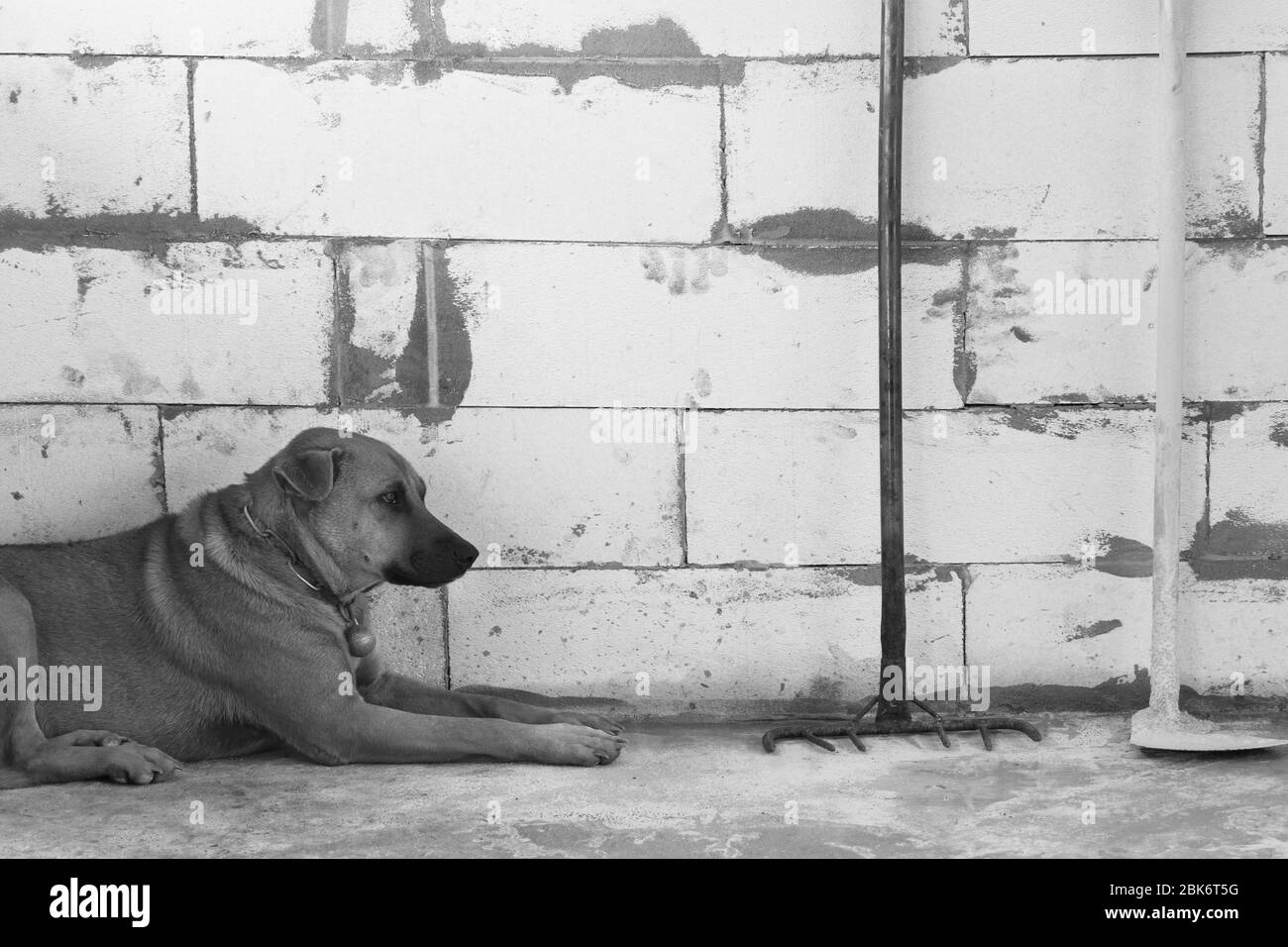 bel cane con rastrello e zappa per lavorare con blocco di cemento parete loft rettangolare su fondo bianco nero Foto Stock