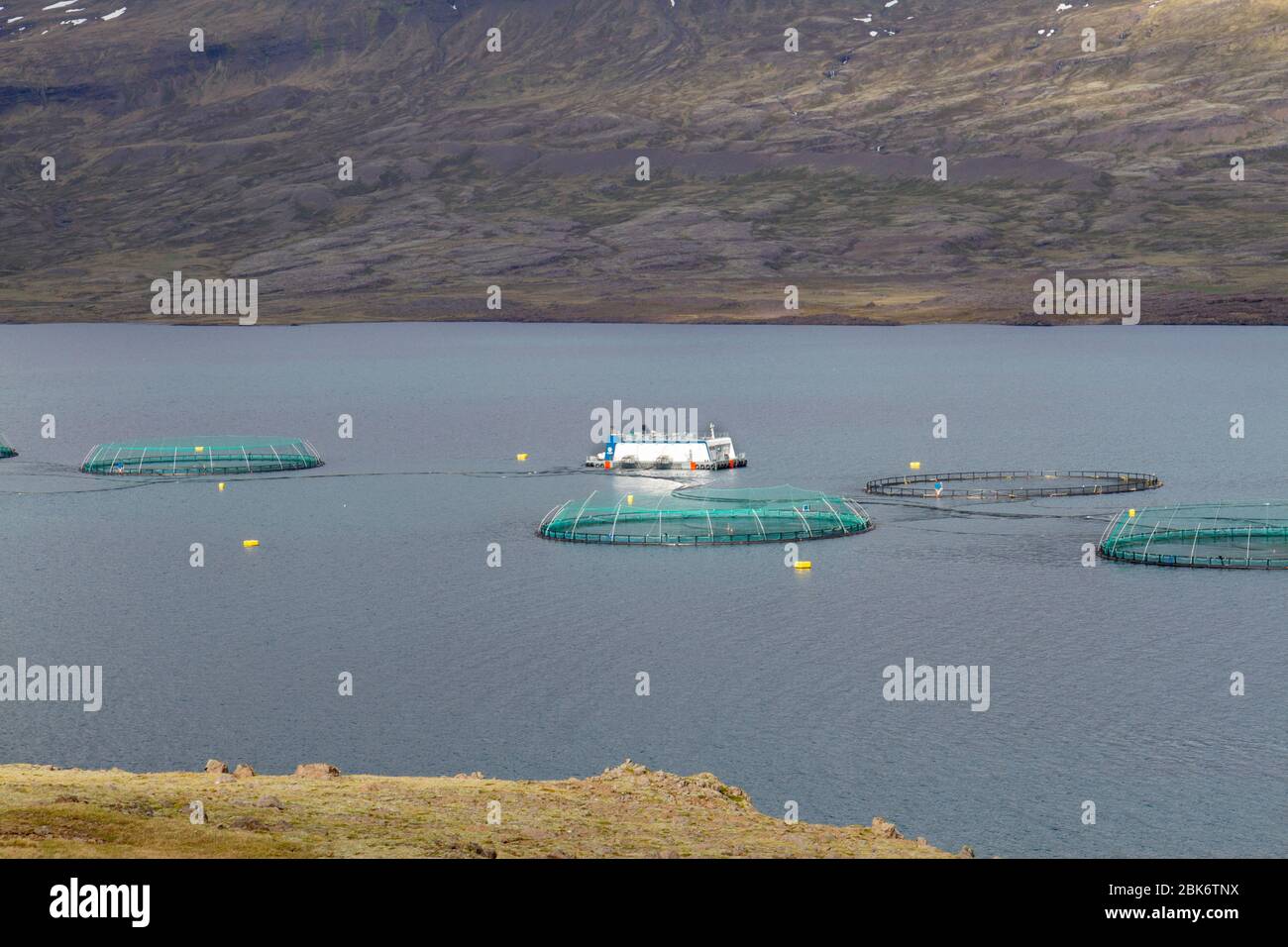 La fattoria di pesce salmone, gestita da Ice Fish Farm, a Berufjordur, nell'Islanda orientale. Foto Stock