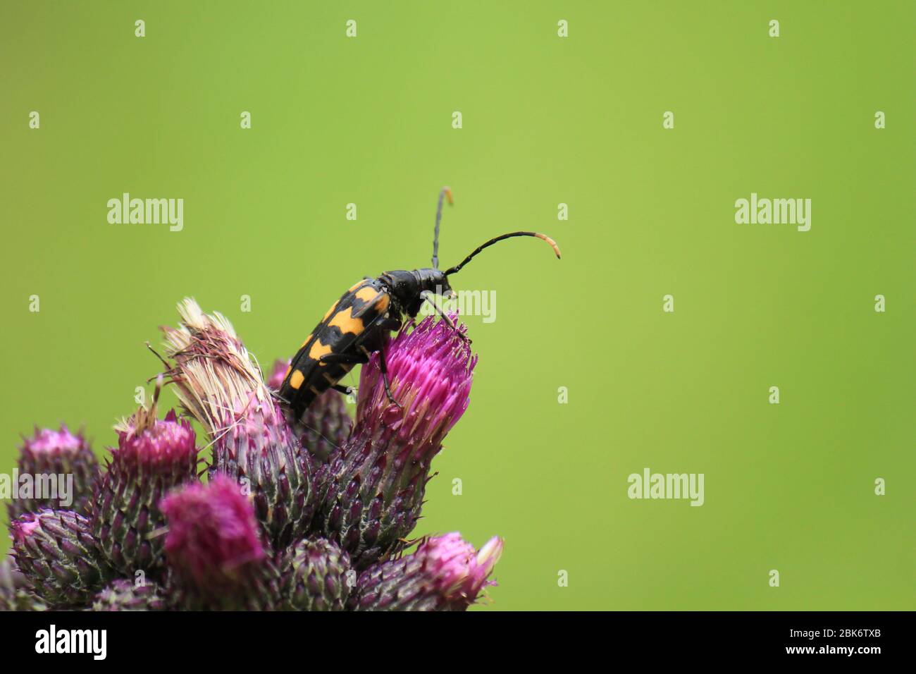 Bella vista di un coleottero di ape su un fiore di thistle con sfondo verde sfocato Foto Stock