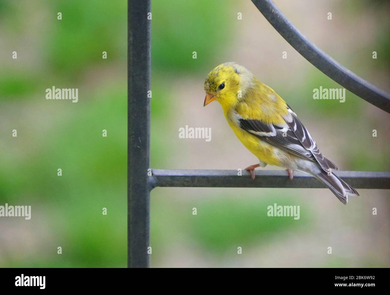 Un bel Goldfinch americano che si appollaiano sul palo di metallo Foto Stock
