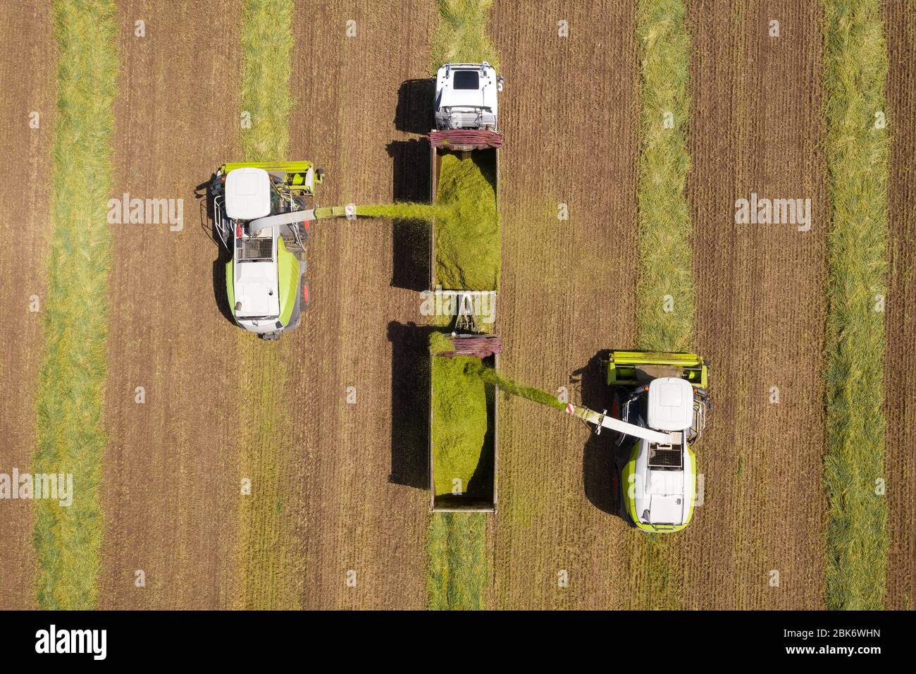 Combina la raccolta e la triturazione del frumento raccolto per la silaggio e scarica su un veicolo con rimorchio doppio, il filmato aereo. Foto Stock