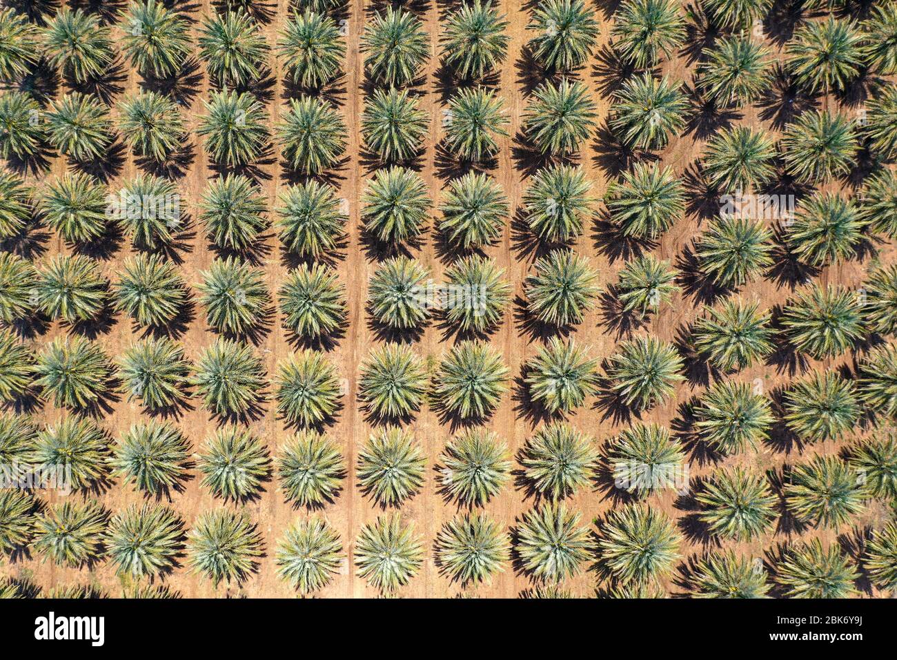 Vista aerea dall'alto di una grande piantagione di Date Palms nel deserto. Foto Stock