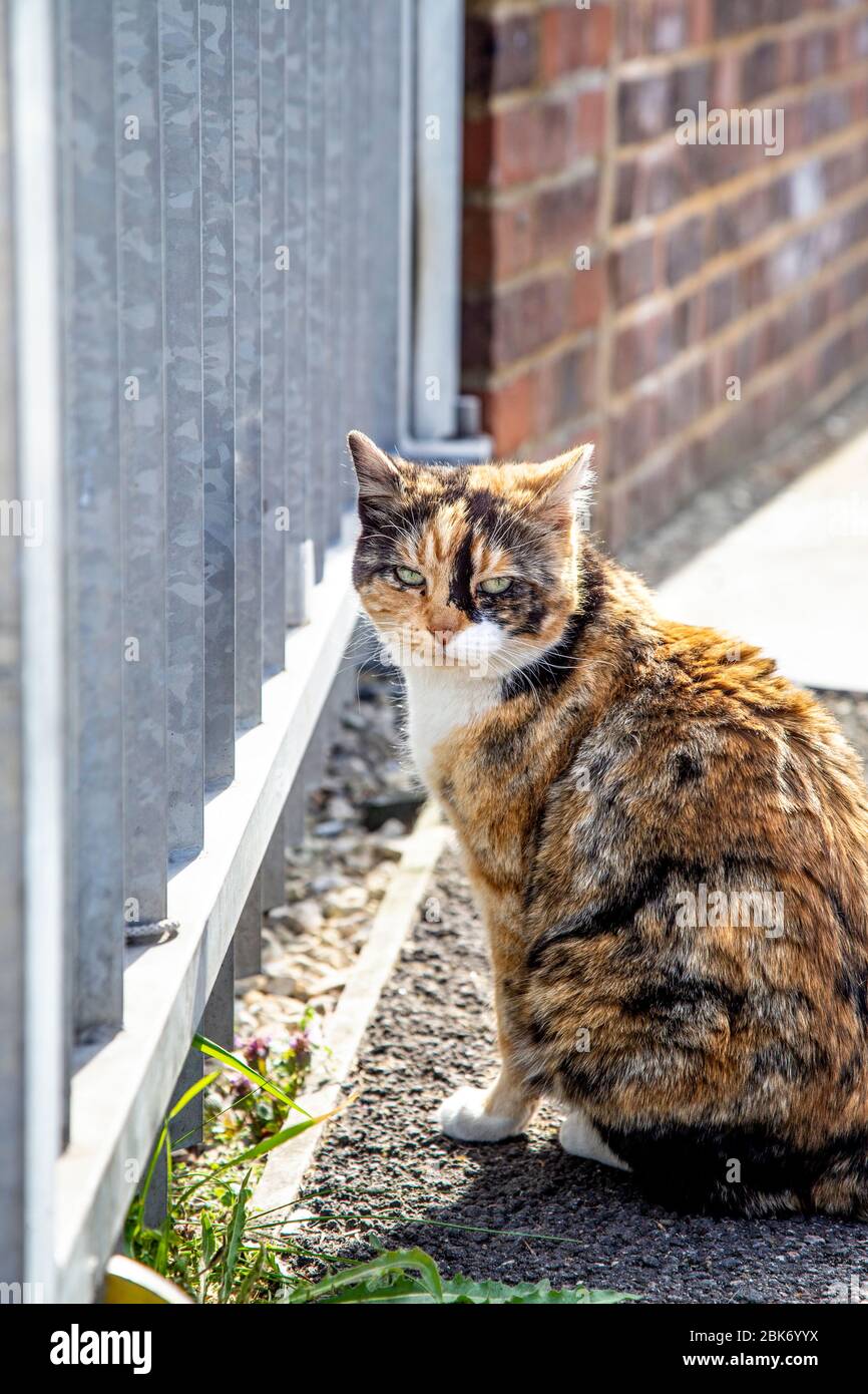 Stray tartaresdell gatto seduto all'aperto con faccia frowny, Limehouse, Londra, Regno Unito Foto Stock
