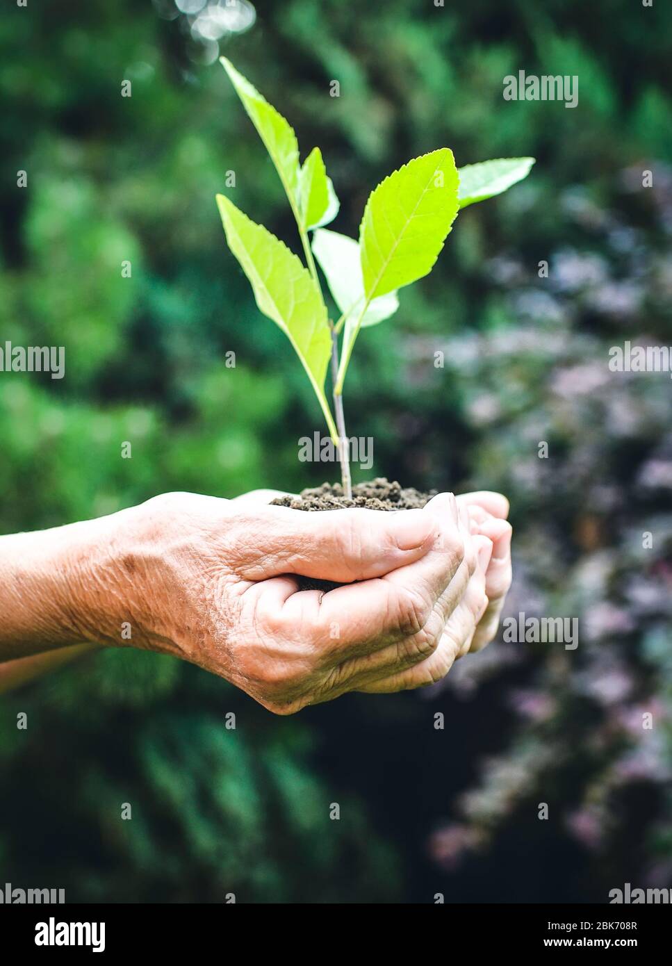 Vecchie mani rugose che tengono una pianta giovane verde e terrosa manciata alla luce del sole, sfondo verde sfocato. Le mani della donna anziana stanno piantando il seedling Foto Stock