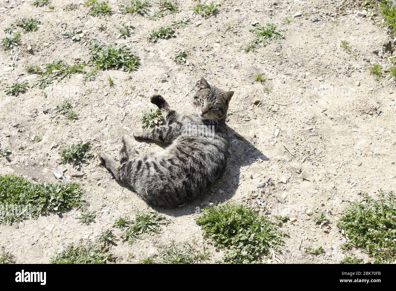 Animali carini a Teheran, Iran Foto Stock