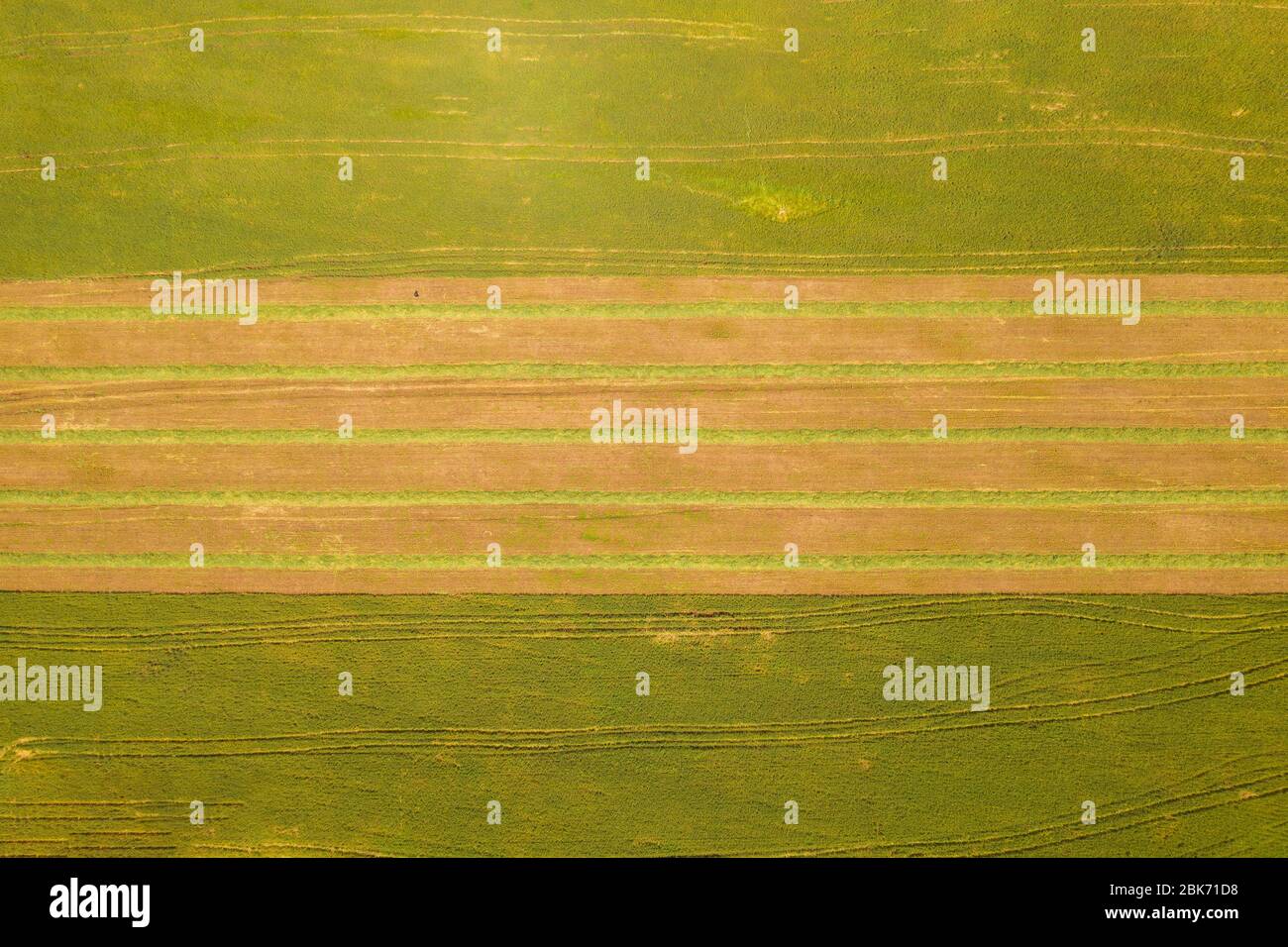 Campo agricolo con file di insilato raccolto, immagine aerea. Foto Stock