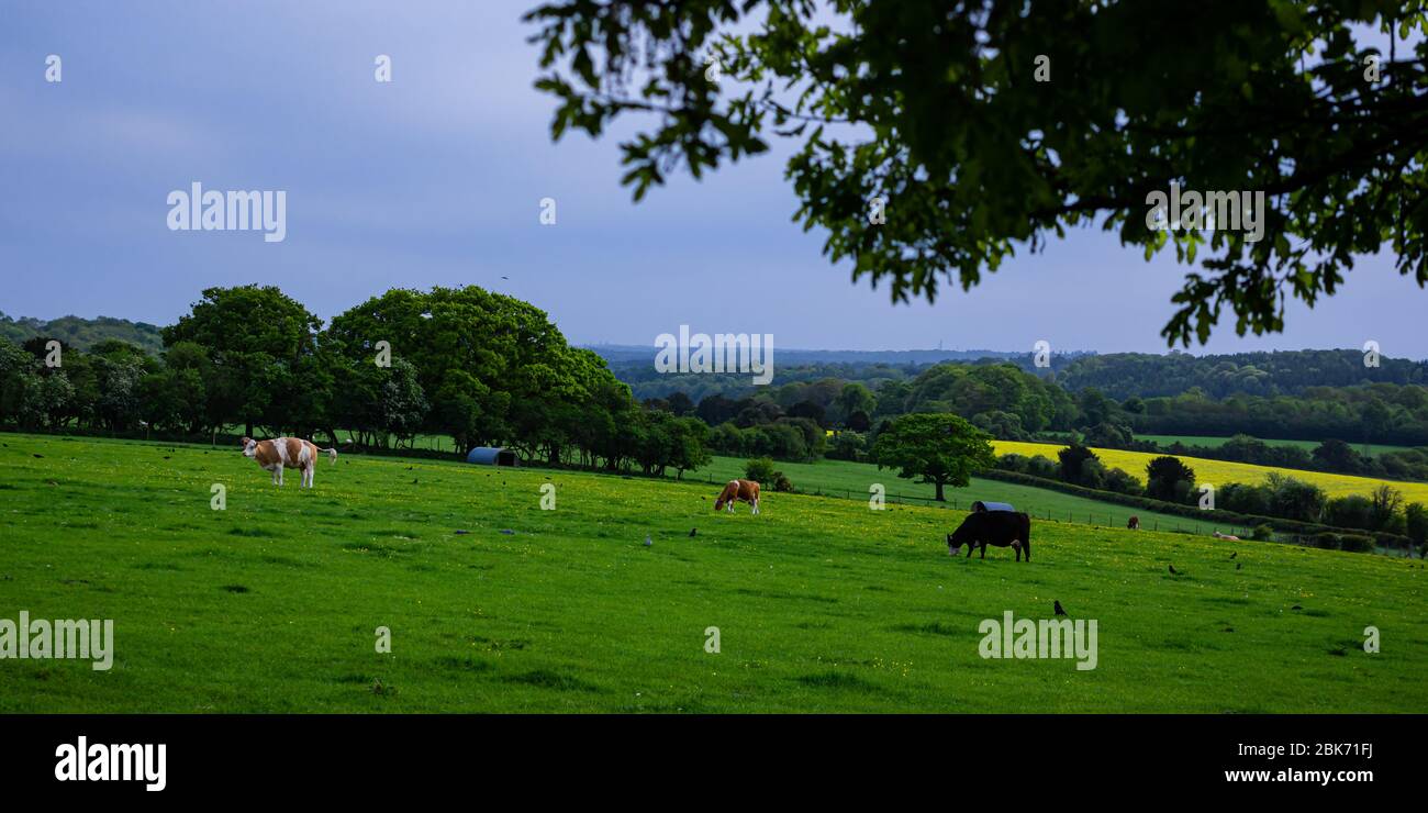 Una scena rurale in campagna nell'Hampshire, Inghilterra, durante la primavera Foto Stock