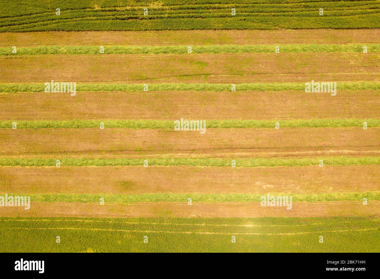 Campo agricolo con file di insilato raccolto, immagine aerea. Foto Stock