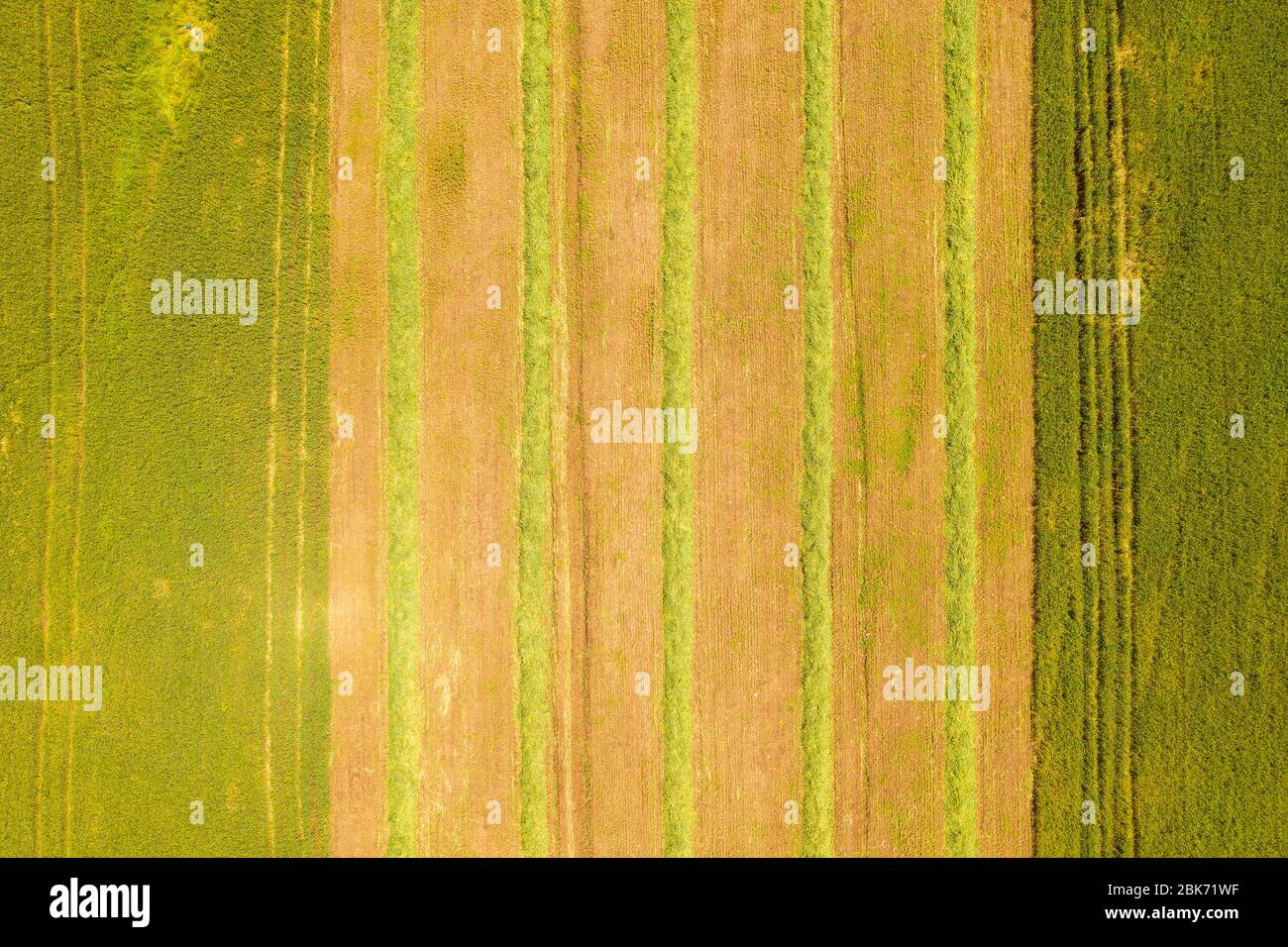 Campo agricolo con file di insilato raccolto, immagine aerea. Foto Stock