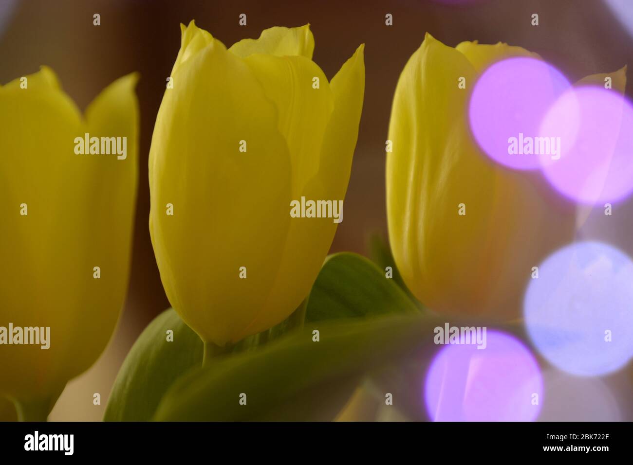 i germogli gialli del tulipano si avvicinano con riflessi di bokeh di colore viola-morbido Foto Stock