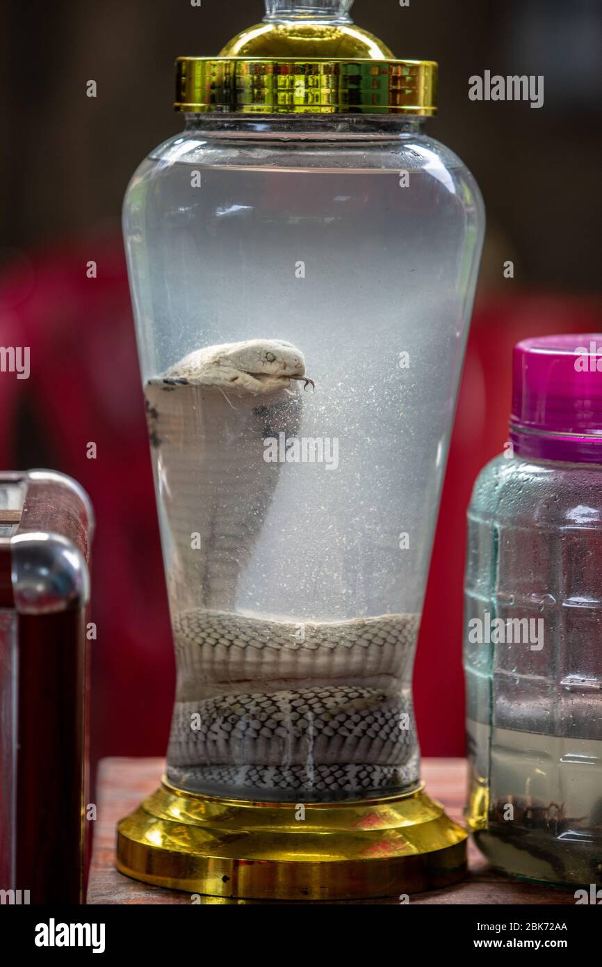 Il serpente bianco morto all'interno di una bottiglia di riso ha usato un rimedio medico nei villaggi locali del Vietnam Foto Stock