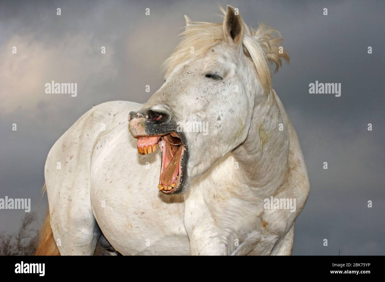Camargue Cavallo Bianco, Camargue, Francia, aprile, yawning Foto Stock