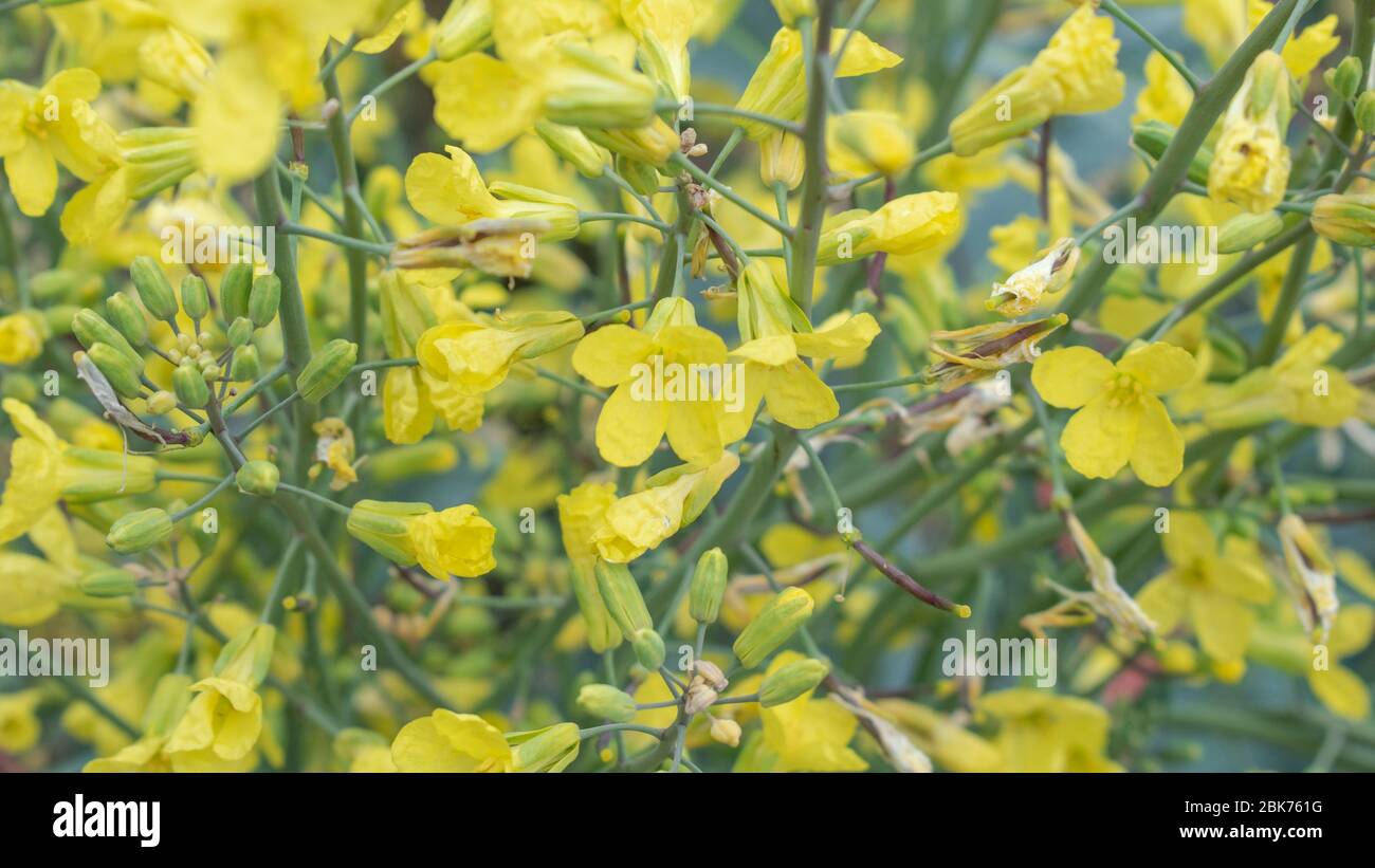 Primo piano di cavolo vegetale in fiore, Brassica oleracea fiori capitata Foto Stock