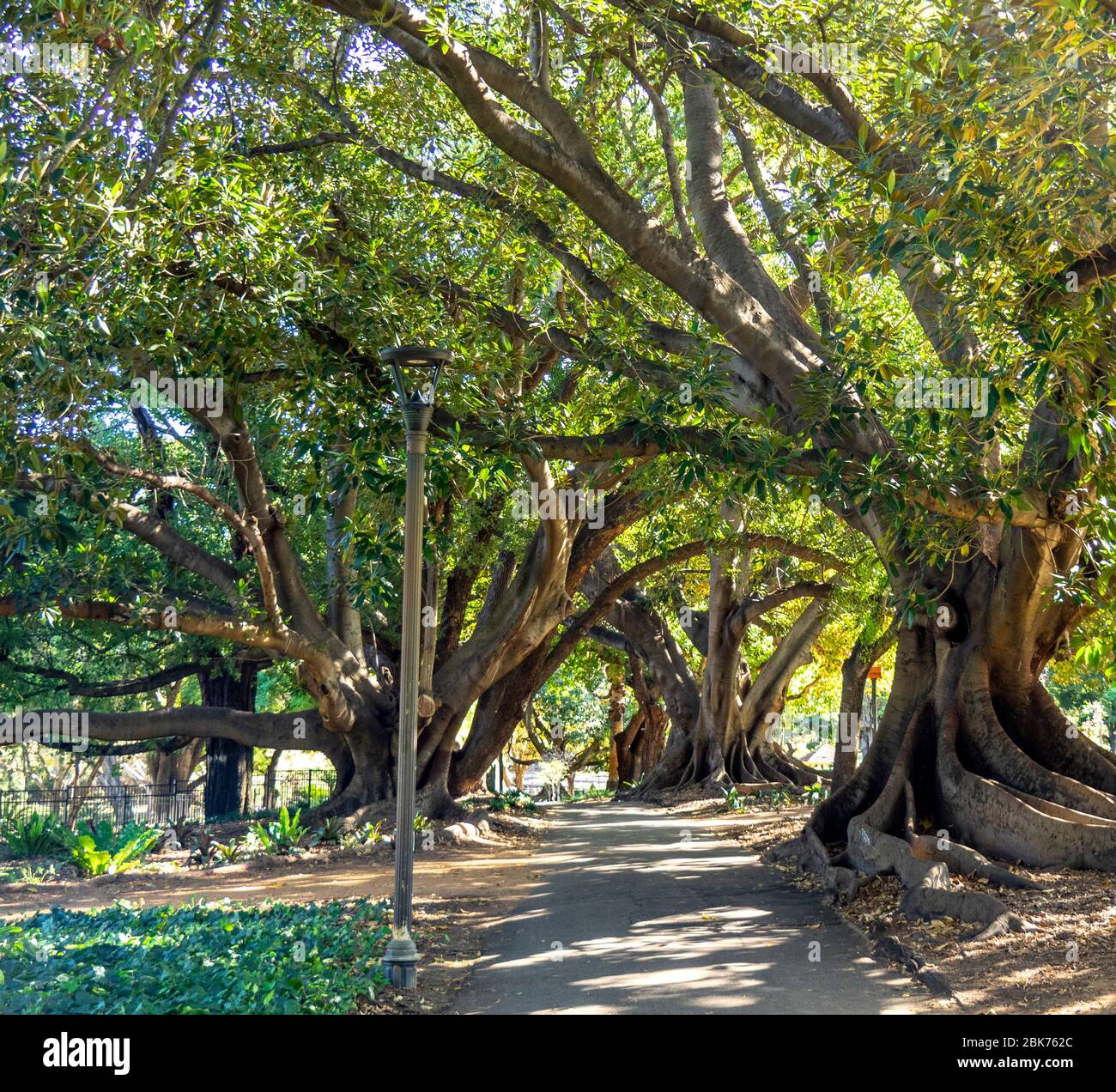 Percorso tra gli alberi di fico maturi di Moreton Bay in Hyde Park Perth Western Australia Foto Stock