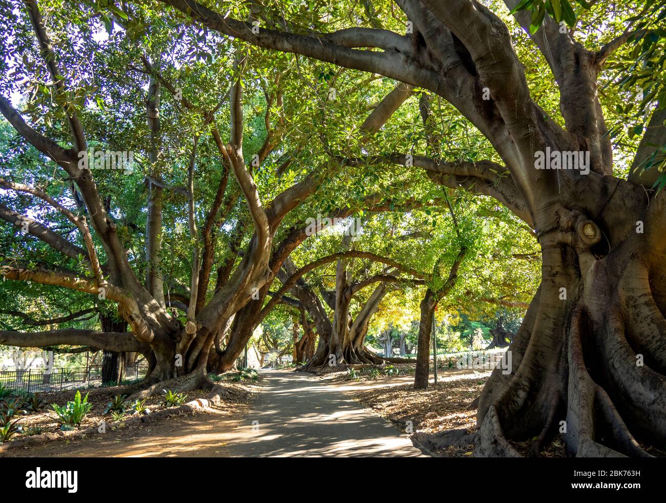 Percorso tra gli alberi di fico maturi di Moreton Bay in Hyde Park Perth Western Australia Foto Stock
