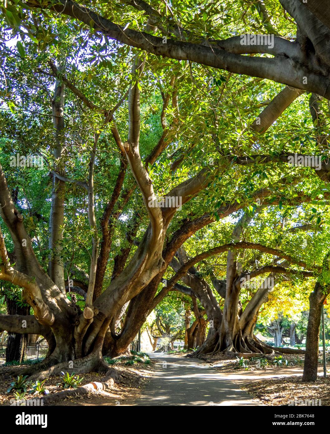 Percorso tra gli alberi di fico maturi di Moreton Bay in Hyde Park Perth Western Australia Foto Stock