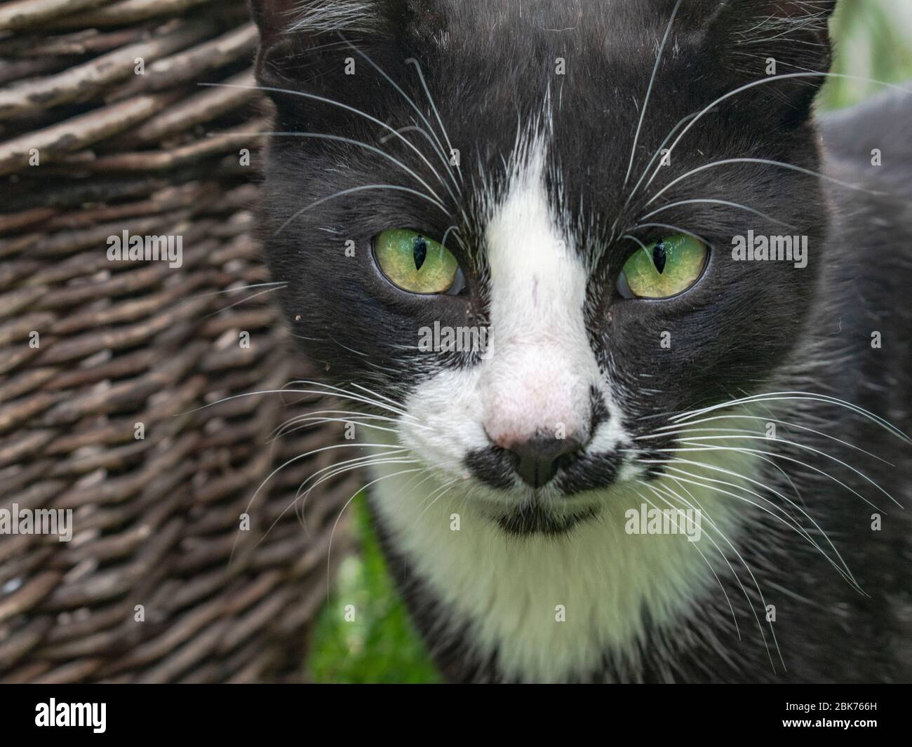 Giovane gatto maschio faccia, primo piano, Fellis catus Foto Stock