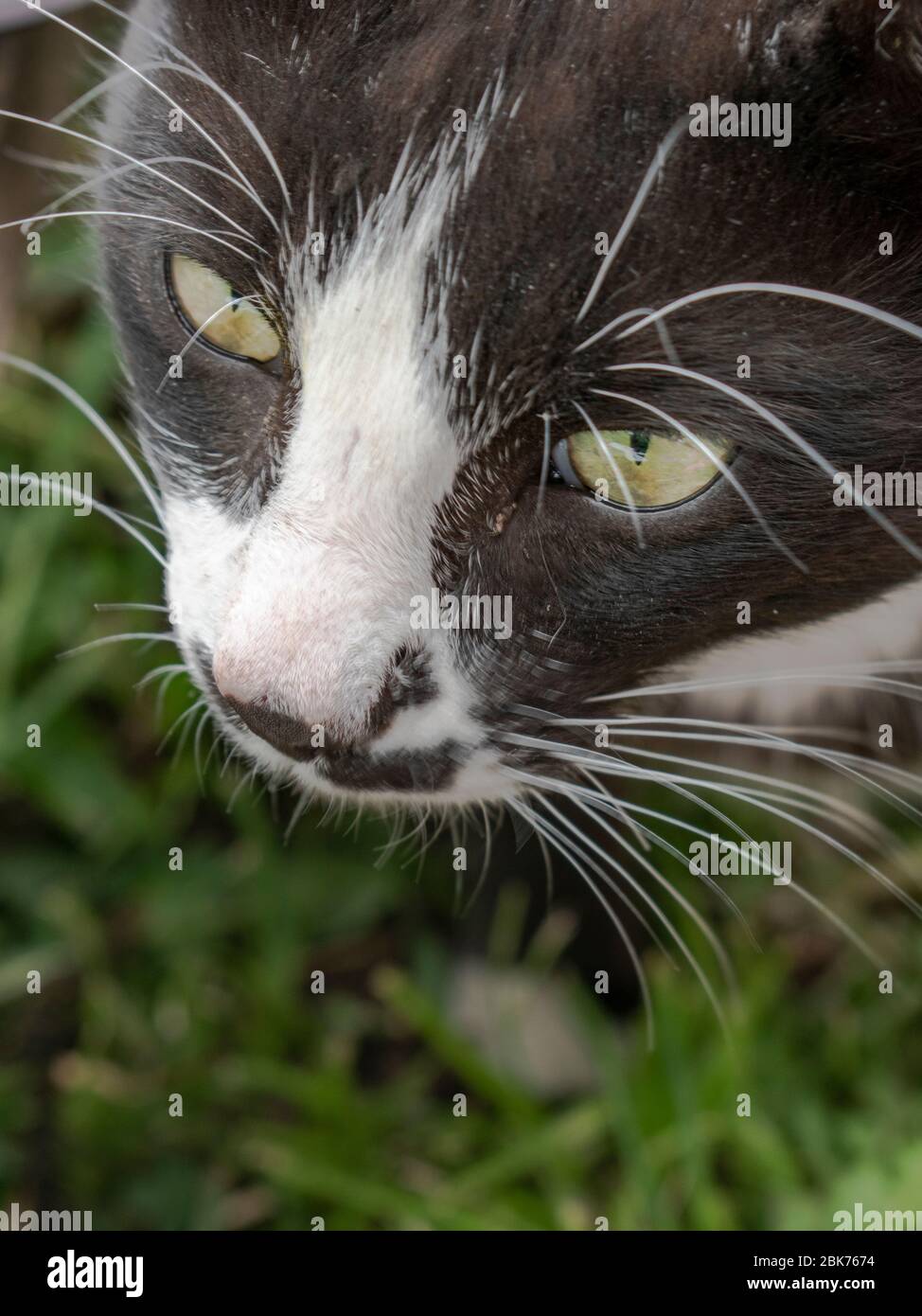 Giovane gatto maschio faccia, primo piano, Fellis catus Foto Stock