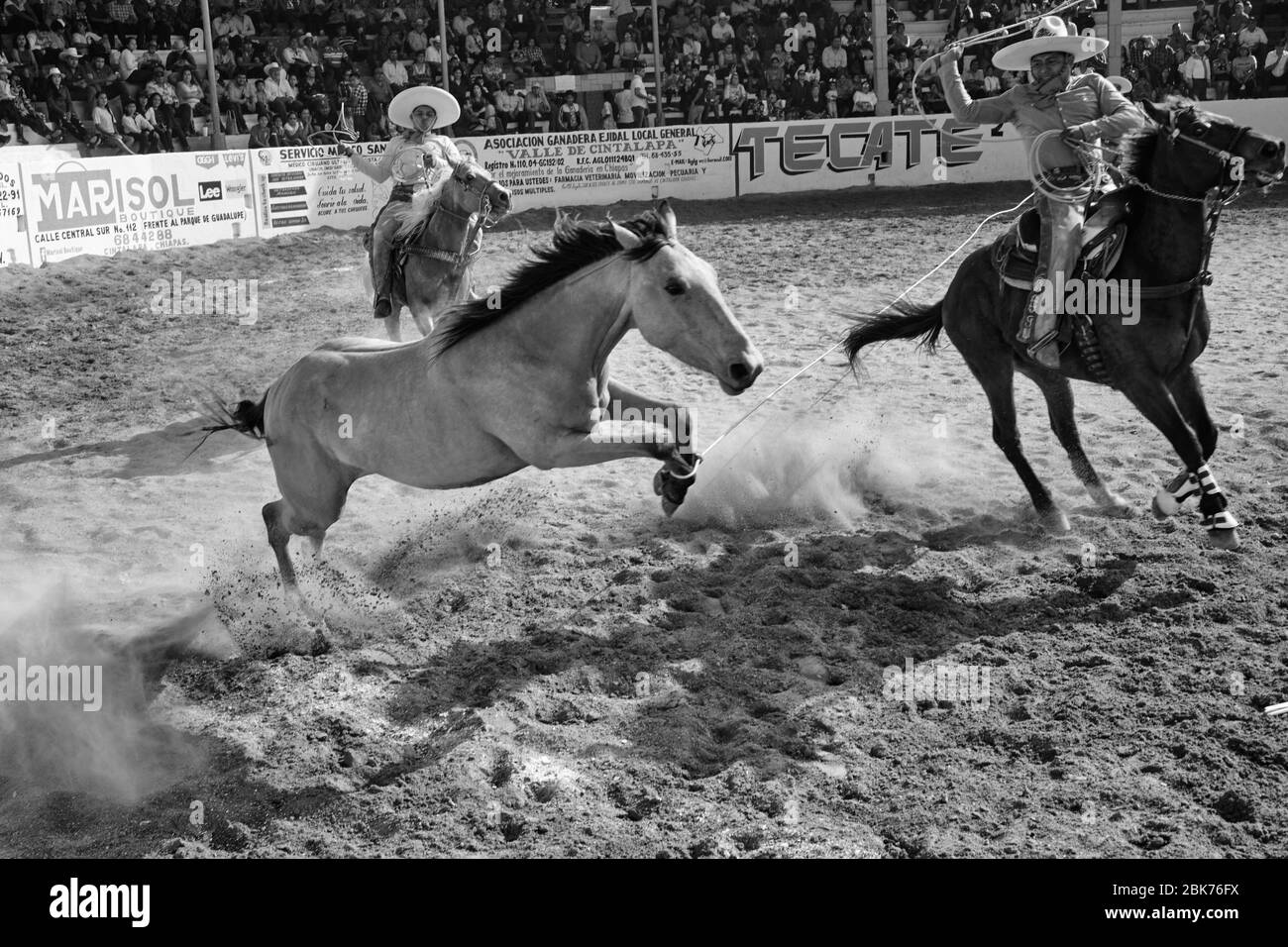 Cowboy messicano che cerca di catturare e abbattere con un lazo, un cavallo selvatico galoppante durante una 'charreria'. Charrerias sono l'equivalente messicano di rode Foto Stock