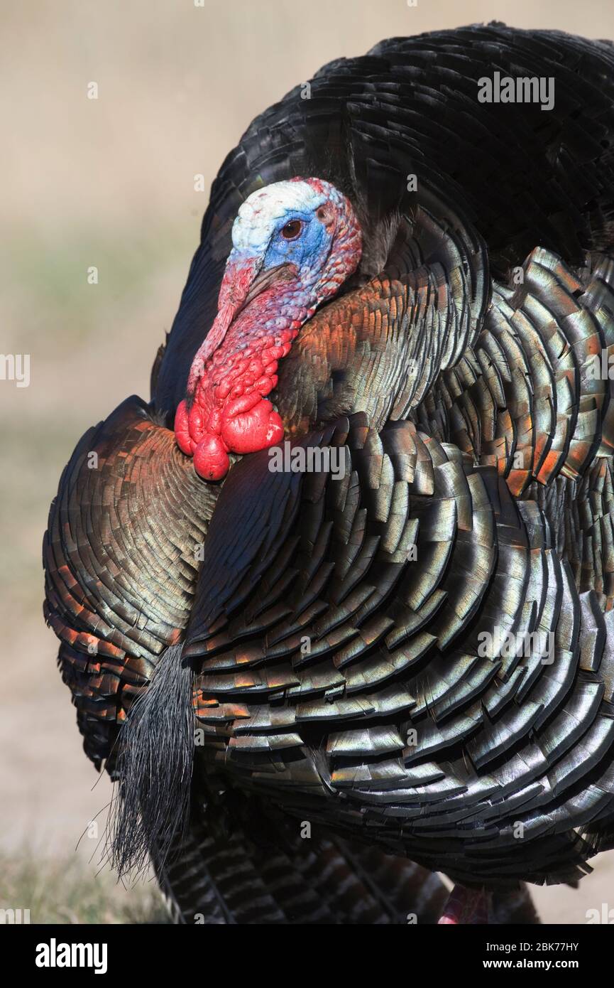 Wild Turkey Meleagris galopavo Nebraska USA aprile Foto Stock