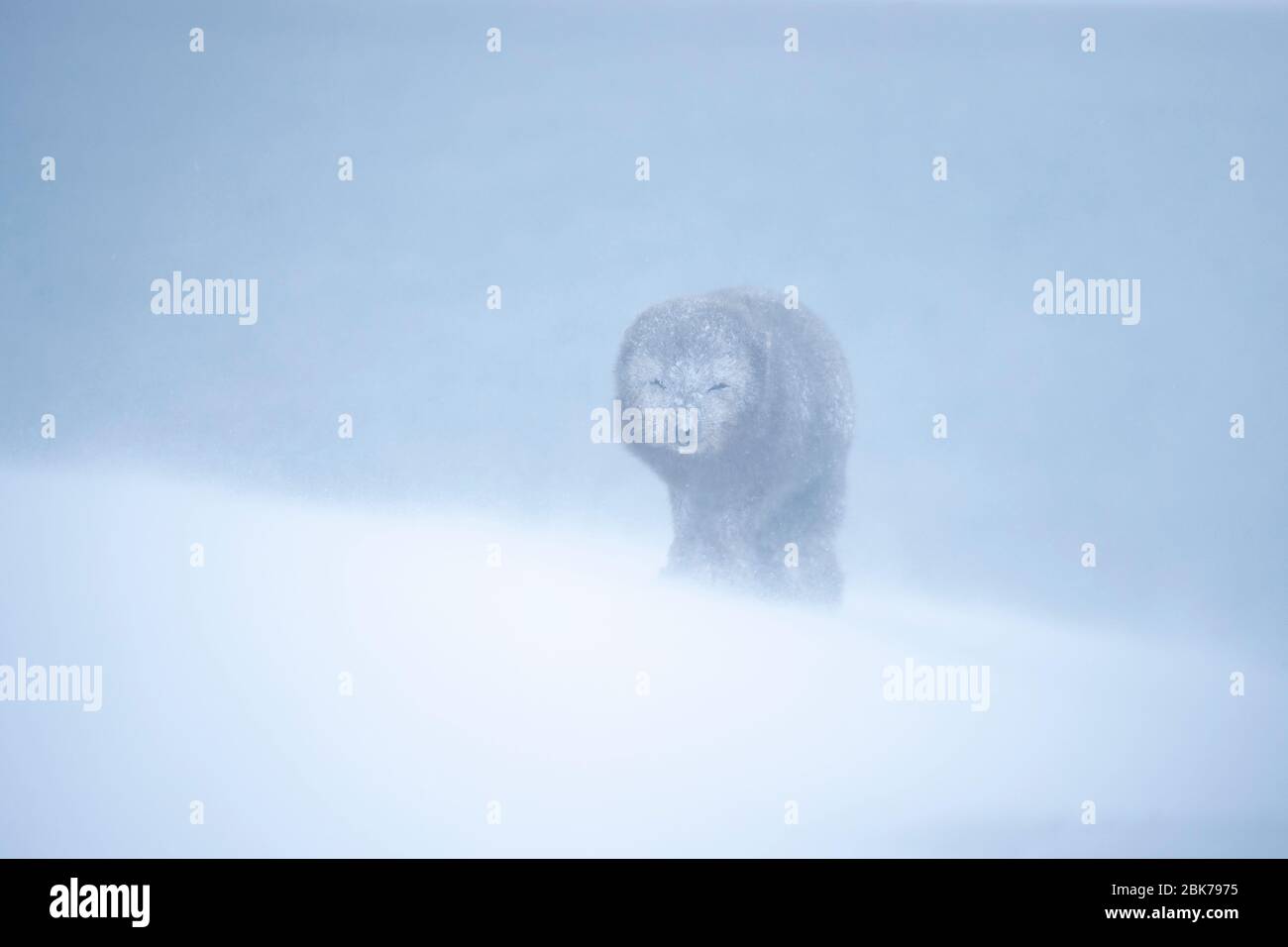 Volpe artiche (lagopus di Vulpes) che cammina attraverso una tempesta di neve Foto Stock