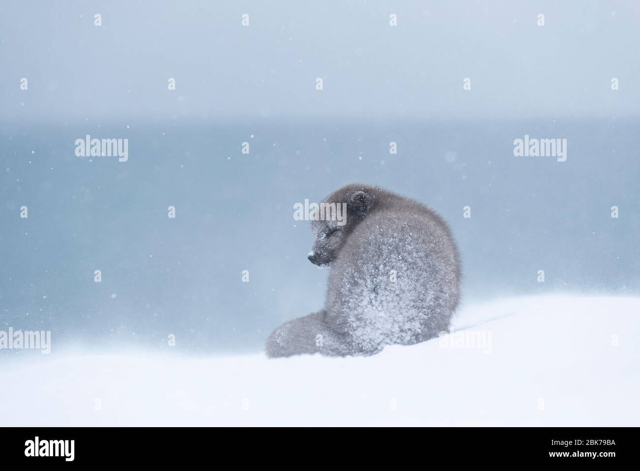 Volpe artica (lagopus di Vulpes) seduta in una tempesta di neve Foto Stock