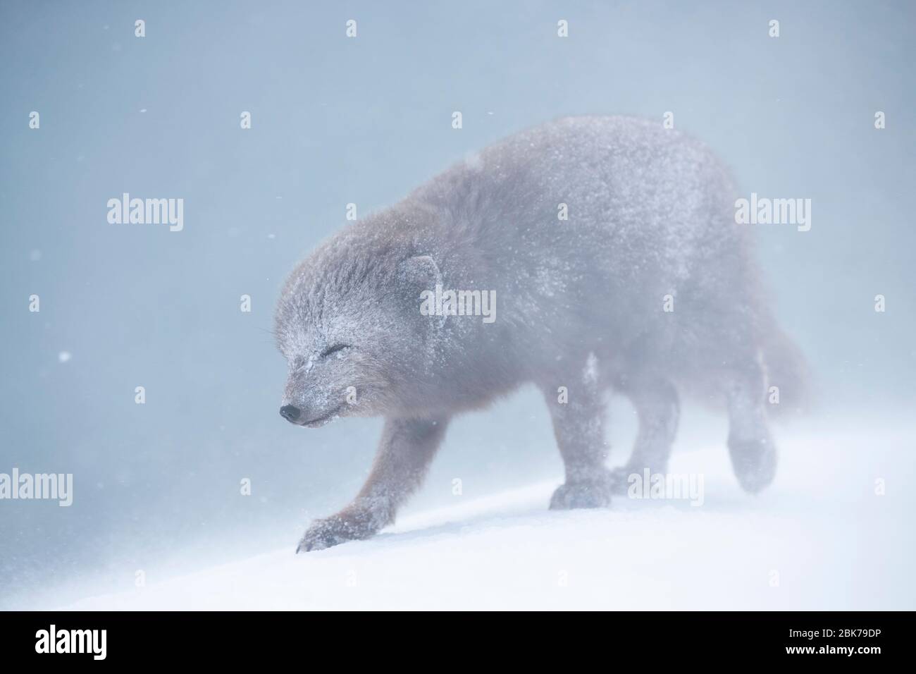 Volpe artiche (lagopus di Vulpes) che cammina attraverso una tempesta di neve Foto Stock