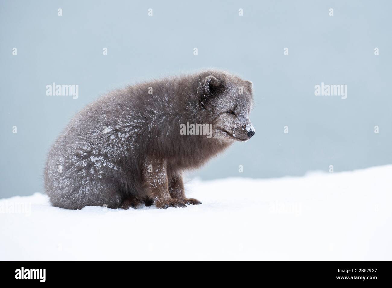 Volpe artica (lagopus di Vulpes) seduta nella neve Foto Stock
