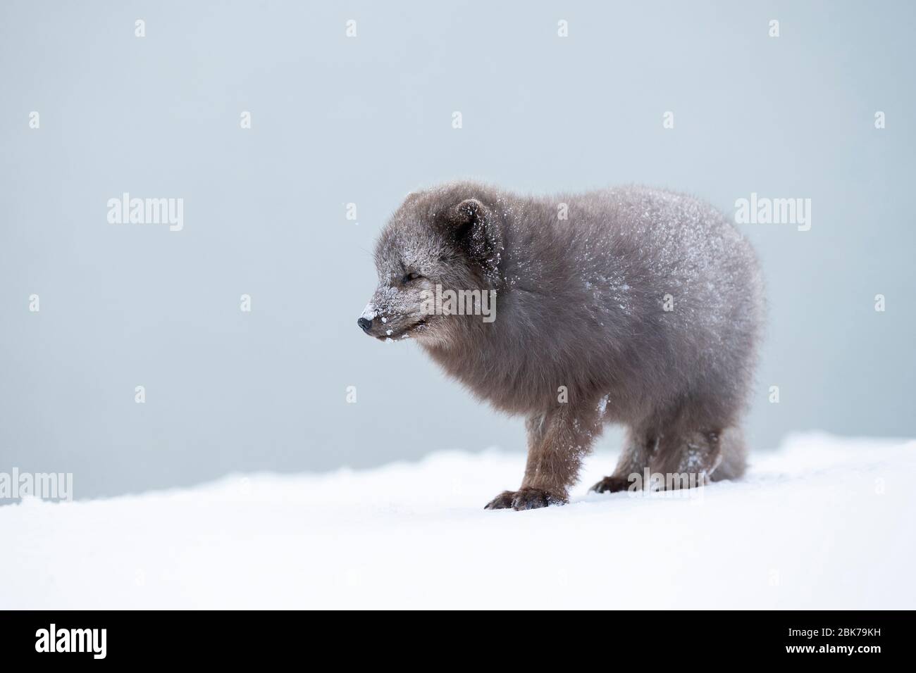 Volpe artiche (lagopus di Vulpes) che cammina attraverso la neve Foto Stock