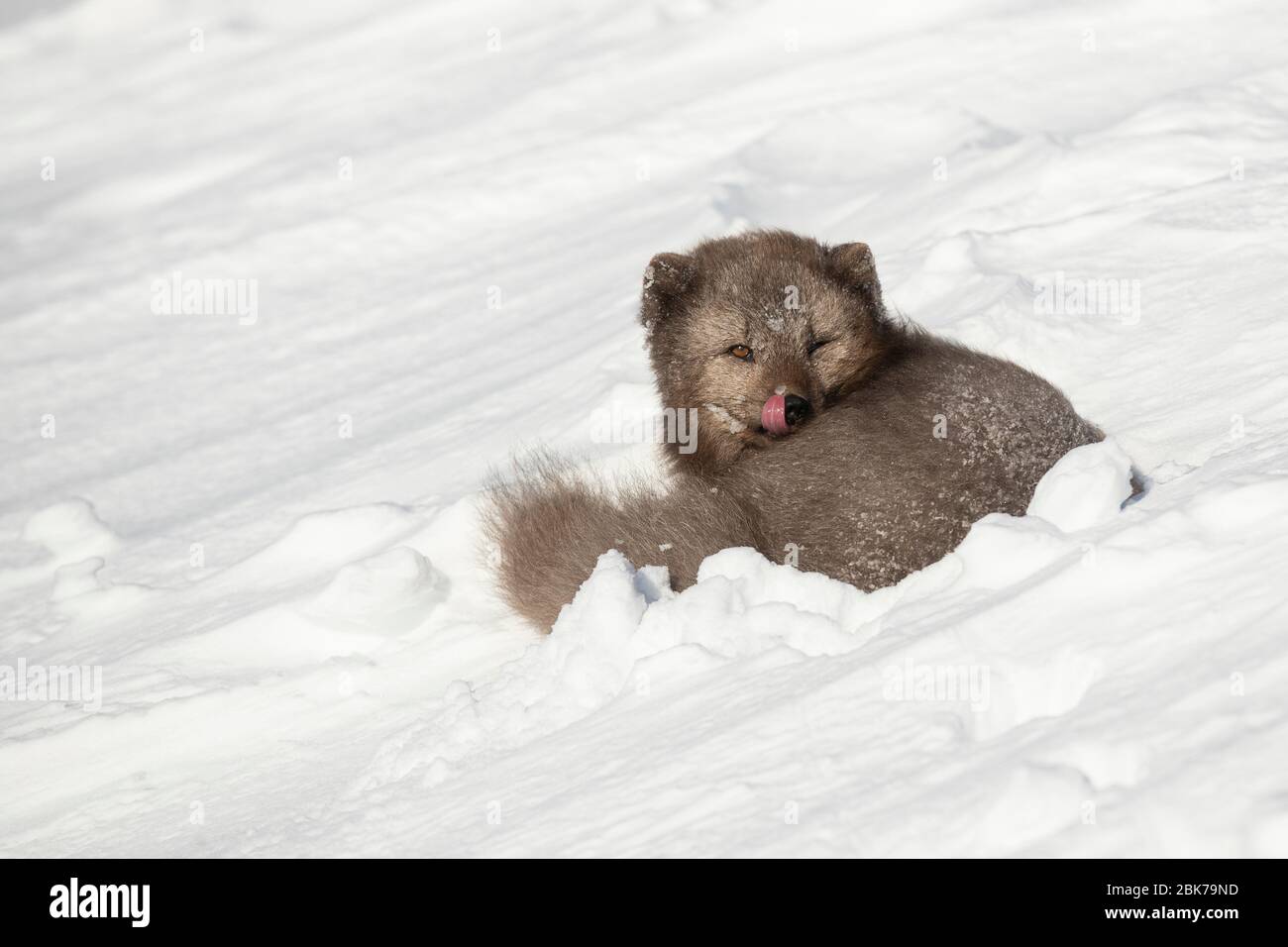 Volpe artica (lagopus di Vulpes) che riposa nella neve Foto Stock