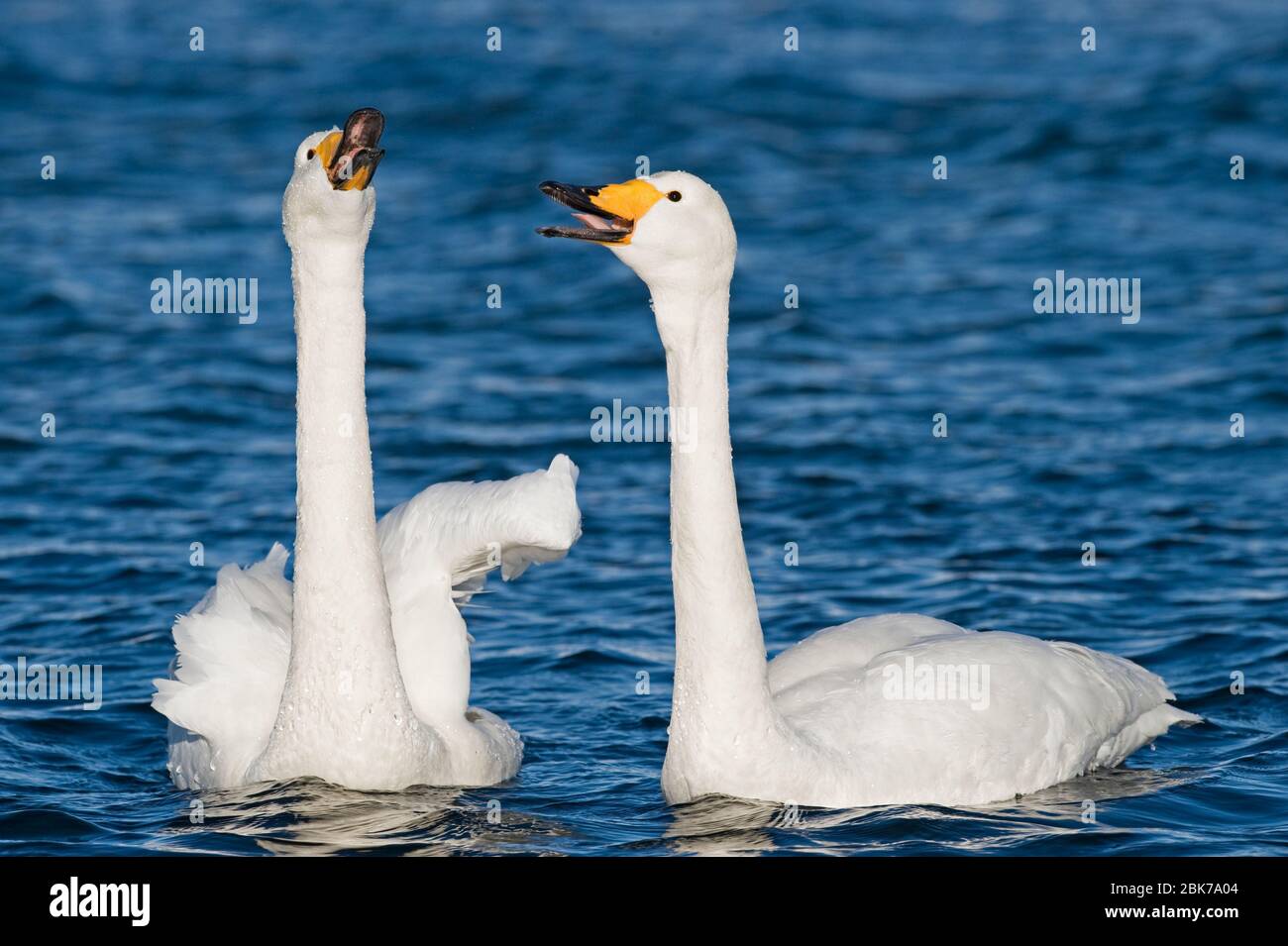 Whooper cigni Cygnus cygnus coppia nel corteggiamento di visualizzazione di incollaggio di Hokkaido in Giappone inverno Foto Stock