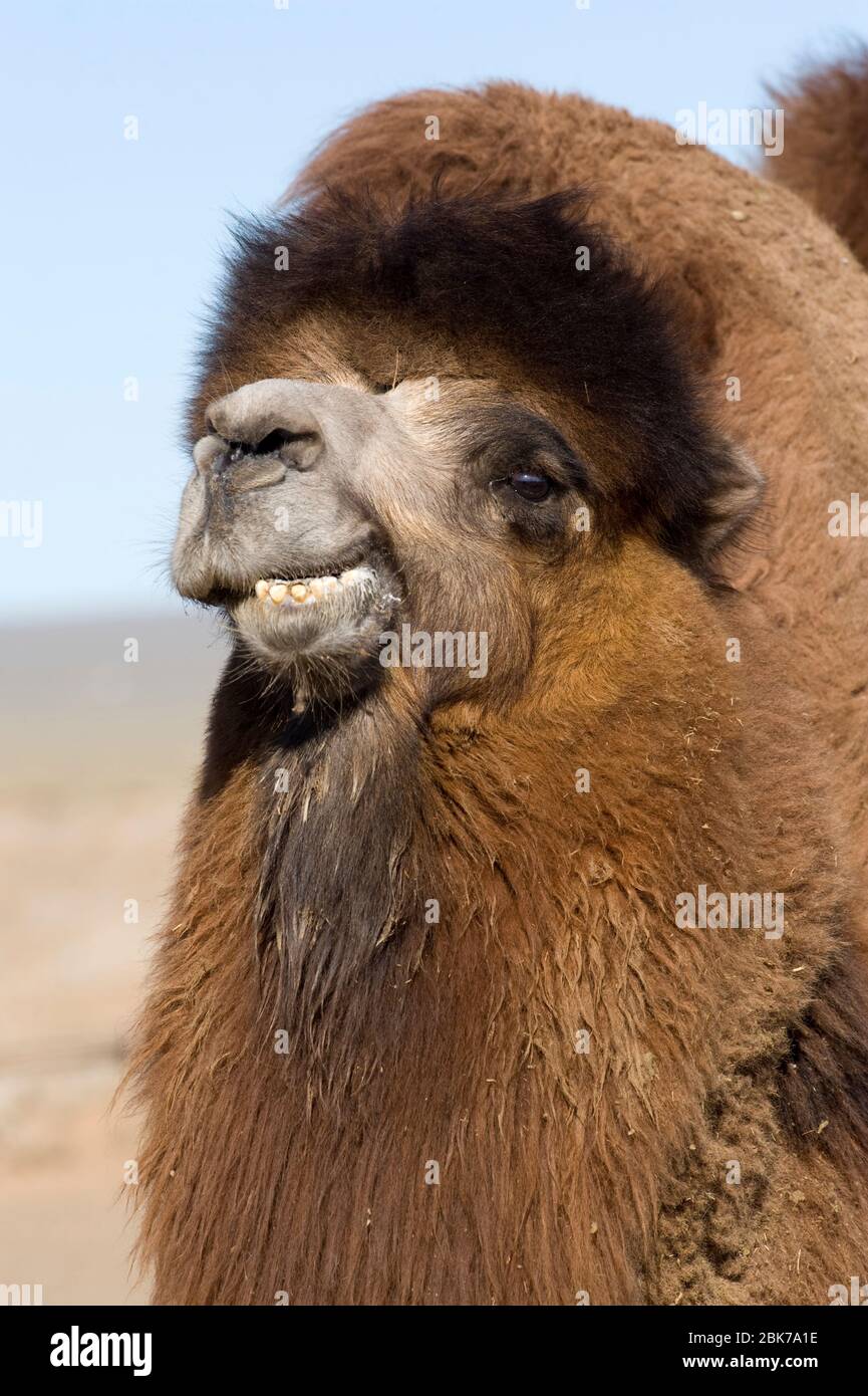 Camel Camelus batrianus, allevamento maschile in penna al campo Nomads Ger Khongoryn Els dune di sabbia nel deserto del Gobi meridionale inverno Mongolia Foto Stock