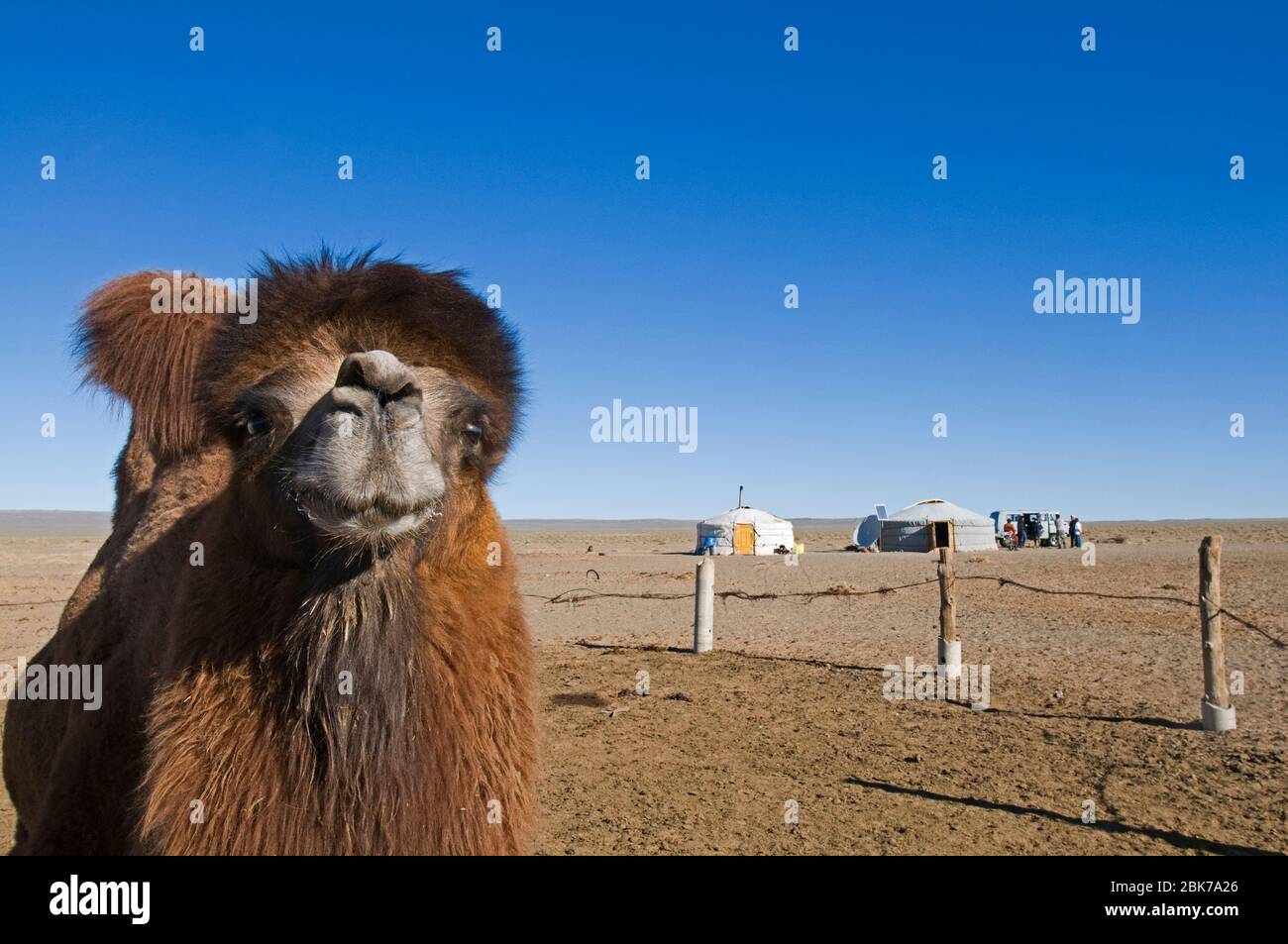 Camel Camelus batrianus, allevamento maschile in penna al campo Nomads Ger Khongoryn Els dune di sabbia nel deserto del Gobi meridionale inverno Mongolia Foto Stock