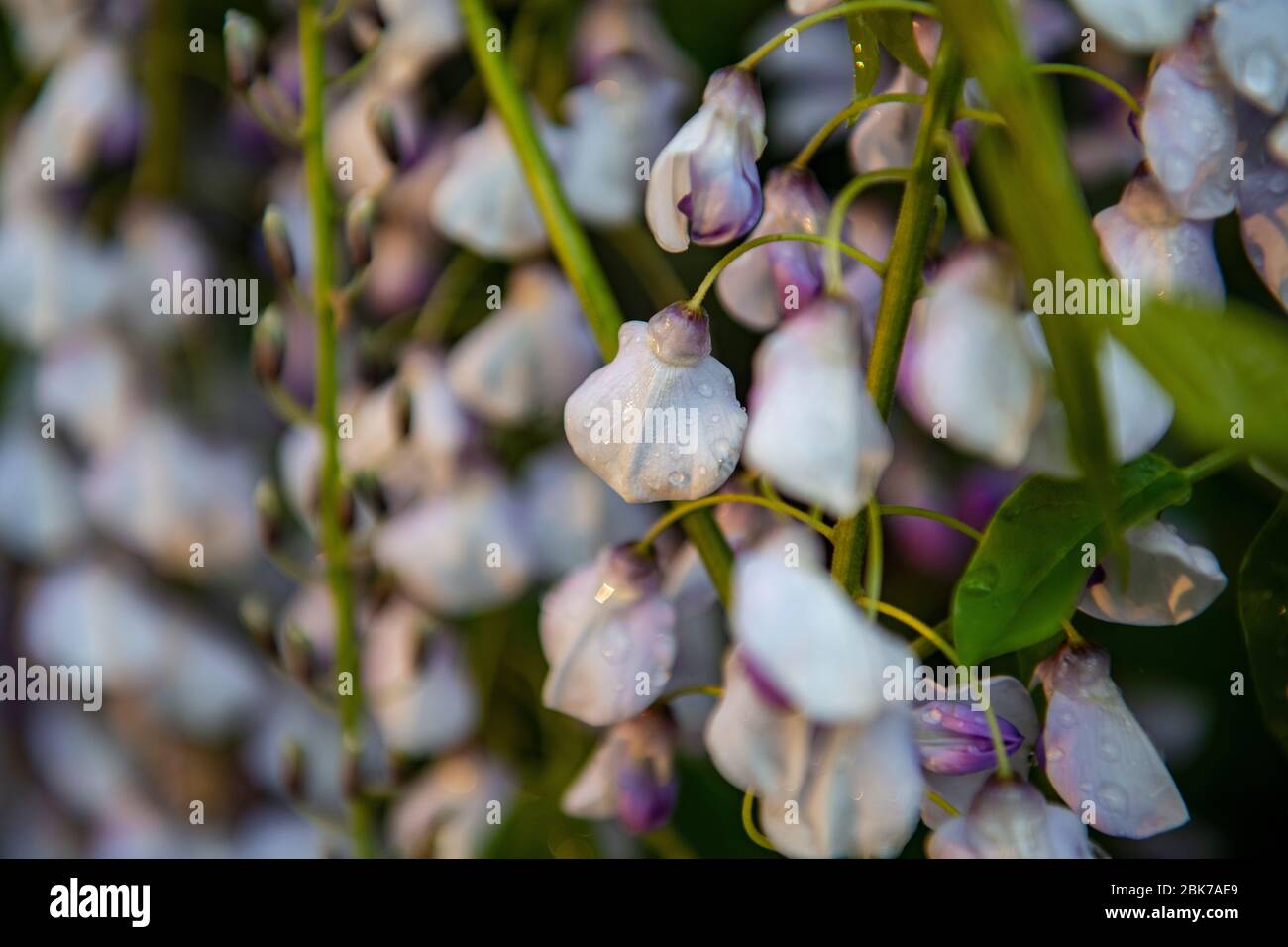 Un primo piano di alcuni fiori di glicine al sole dopo una doccia a pioggia Foto Stock