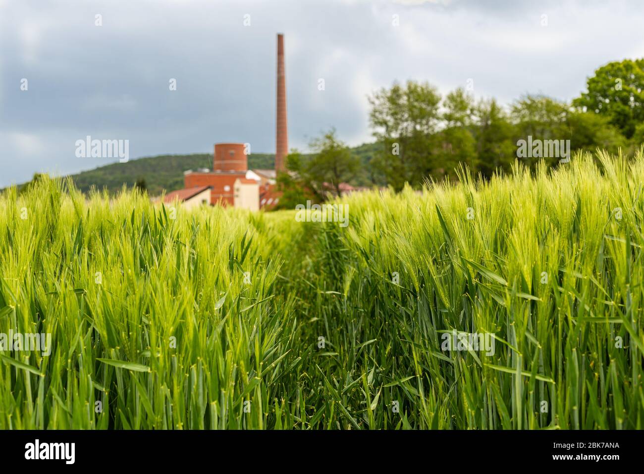 Terreno agricolo. Segale e frumento. Campi preparati per la coltivazione. Primavera in campagna. Lavoro del coltivatore. Terreno agricolo e fabbrica. Giovane cera Foto Stock