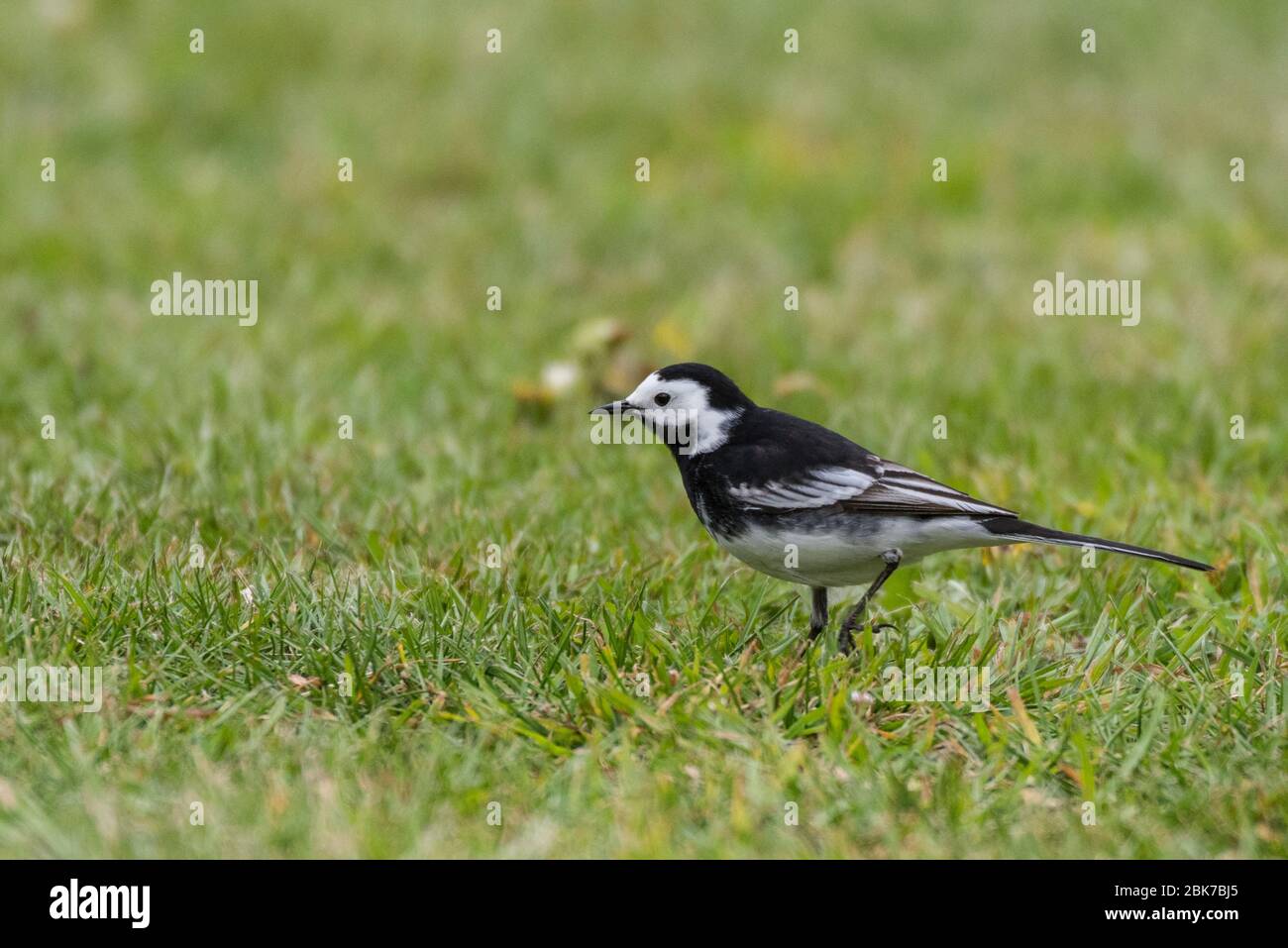 Un Pied wagtail (Motacilla alba) nel Regno Unito Foto Stock