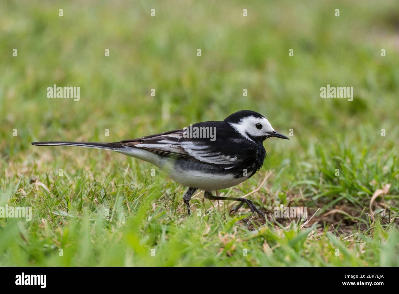 Un Pied wagtail (Motacilla alba) nel Regno Unito Foto Stock
