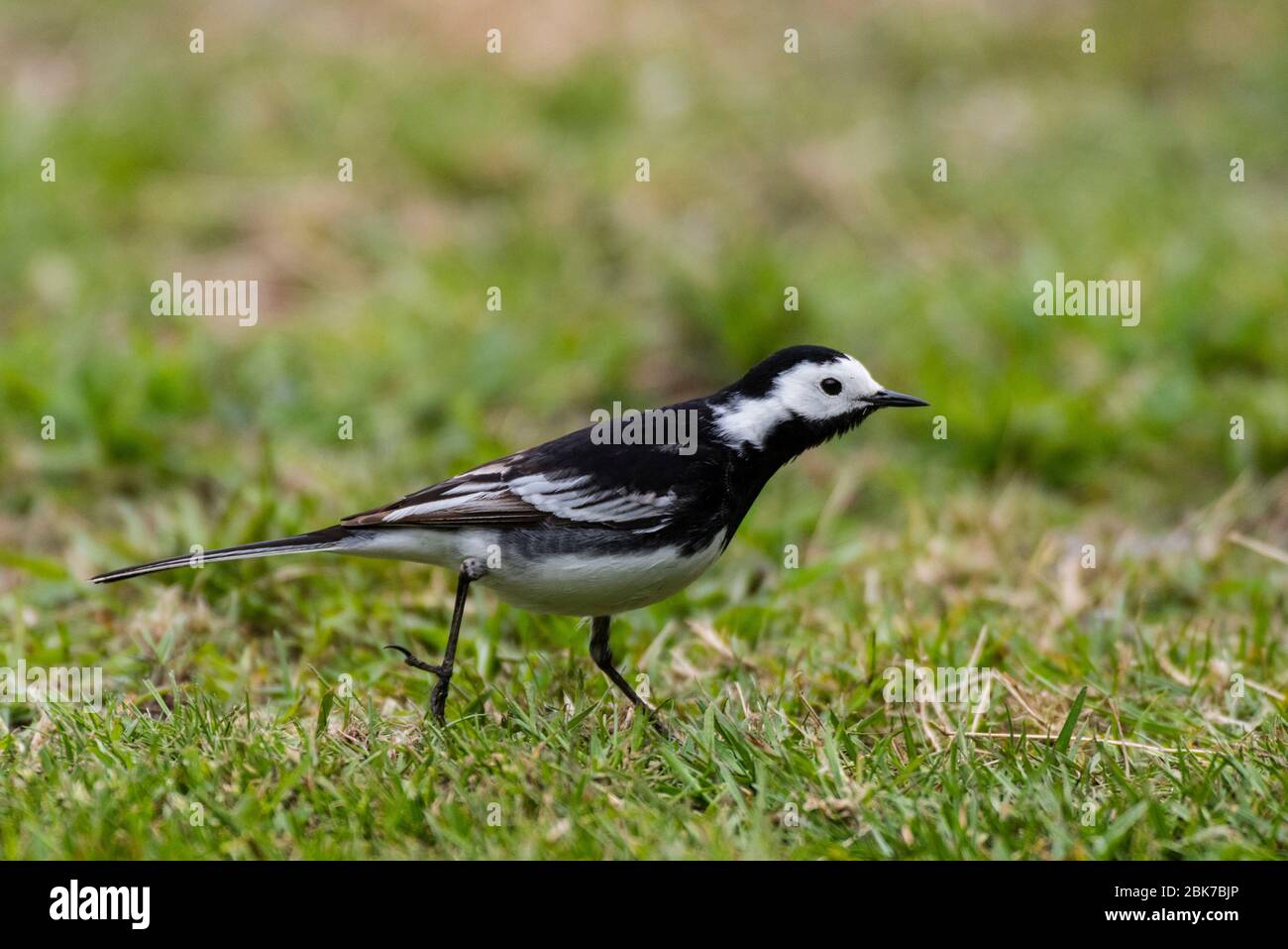Un Pied wagtail (Motacilla alba) nel Regno Unito Foto Stock