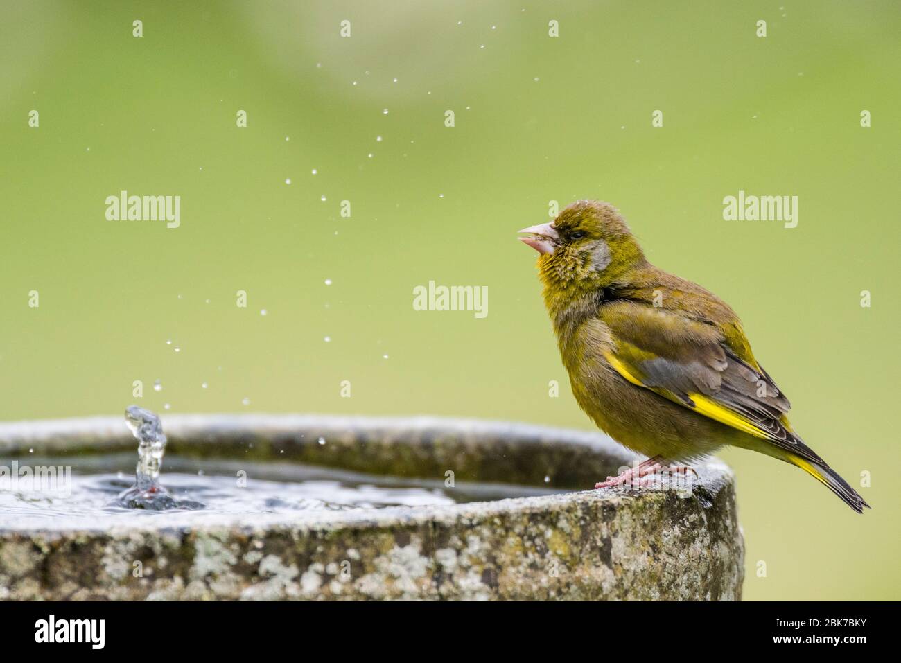 Un verdino maschio (Carduelis cloris) che ha una bevanda di acqua nel Regno Unito Foto Stock