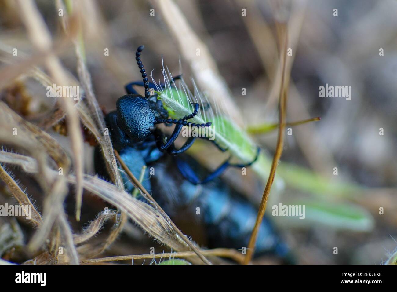 Macro foto di un coleottero di olio nero (Meloe proscarabeo) che mastica su una lama di erba Foto Stock