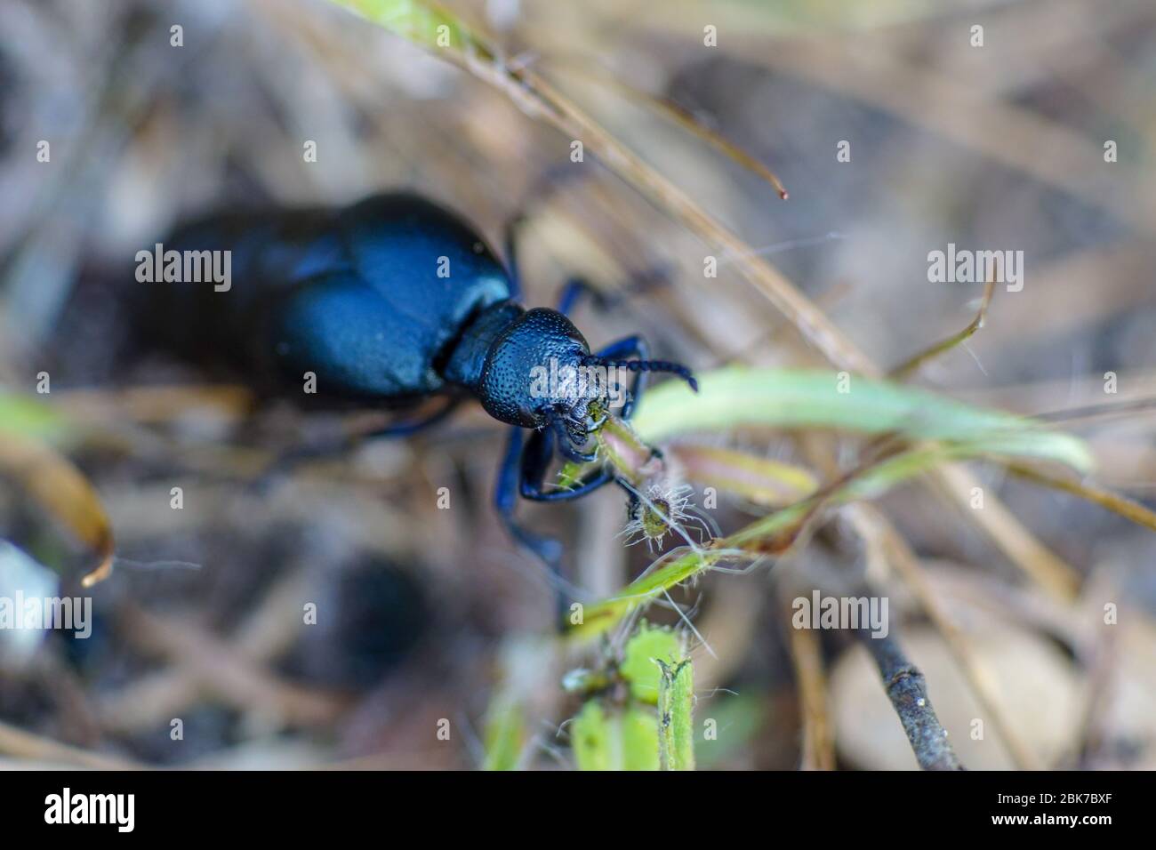Macro foto di un coleottero di olio nero (Meloe proscarabeo) che mastica su una lama di erba Foto Stock