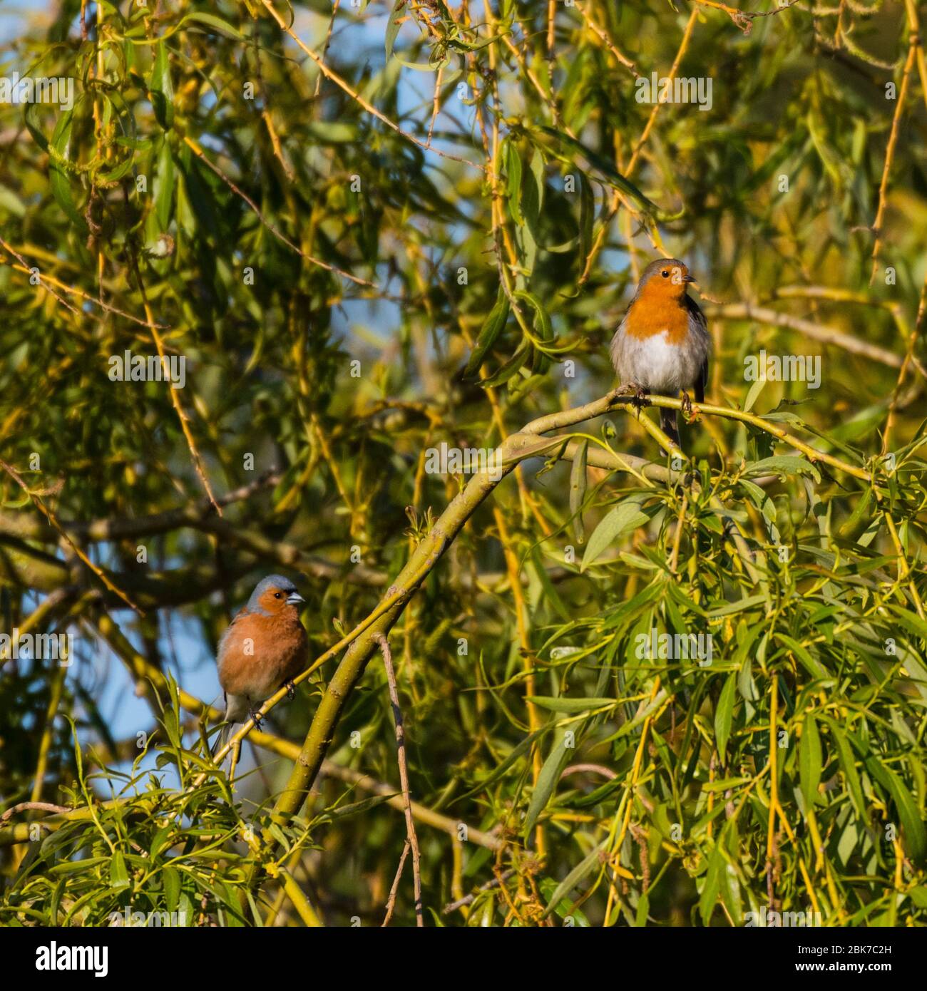 Un Robin (Erithacus rubecula) e un Chaffinch maschio (Fringilla coelebs) nel regno unito Foto Stock