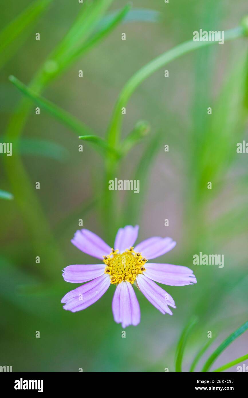 Blu legno di abete fiore singolo con spazio copia Foto Stock