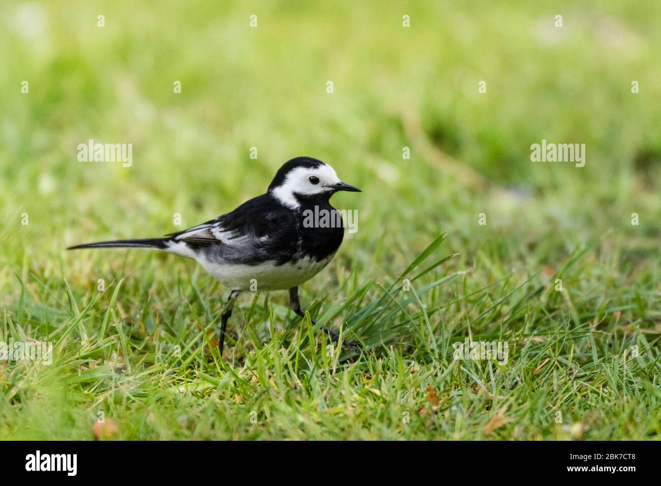 Un Pied wagtail (Motacilla alba) nel Regno Unito Foto Stock